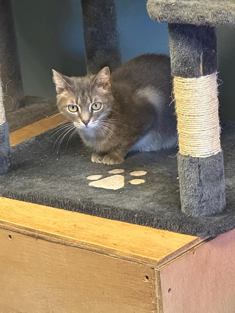 Ocean, Adoptable, Senior Female Domestic Short Hair.