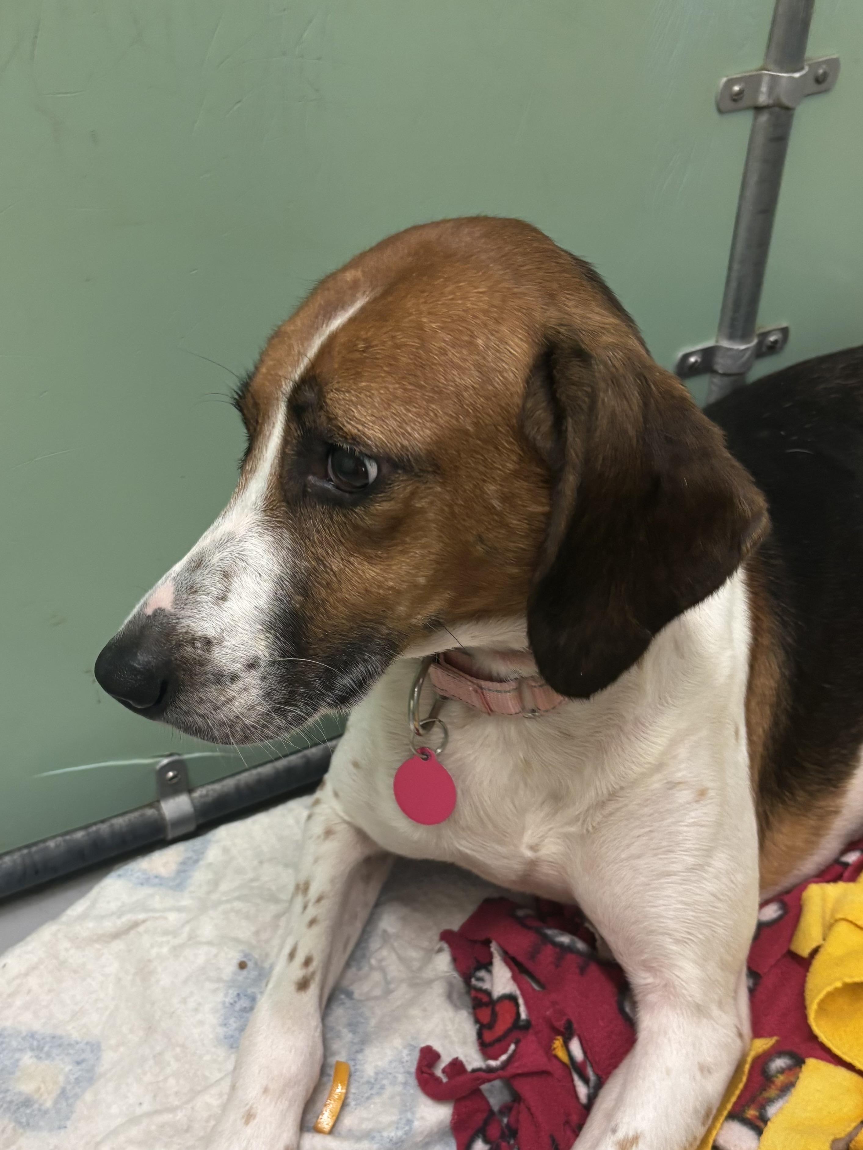 Enlarge Ivory, a Adoptable Hound in Gloucester, VA image 5/5