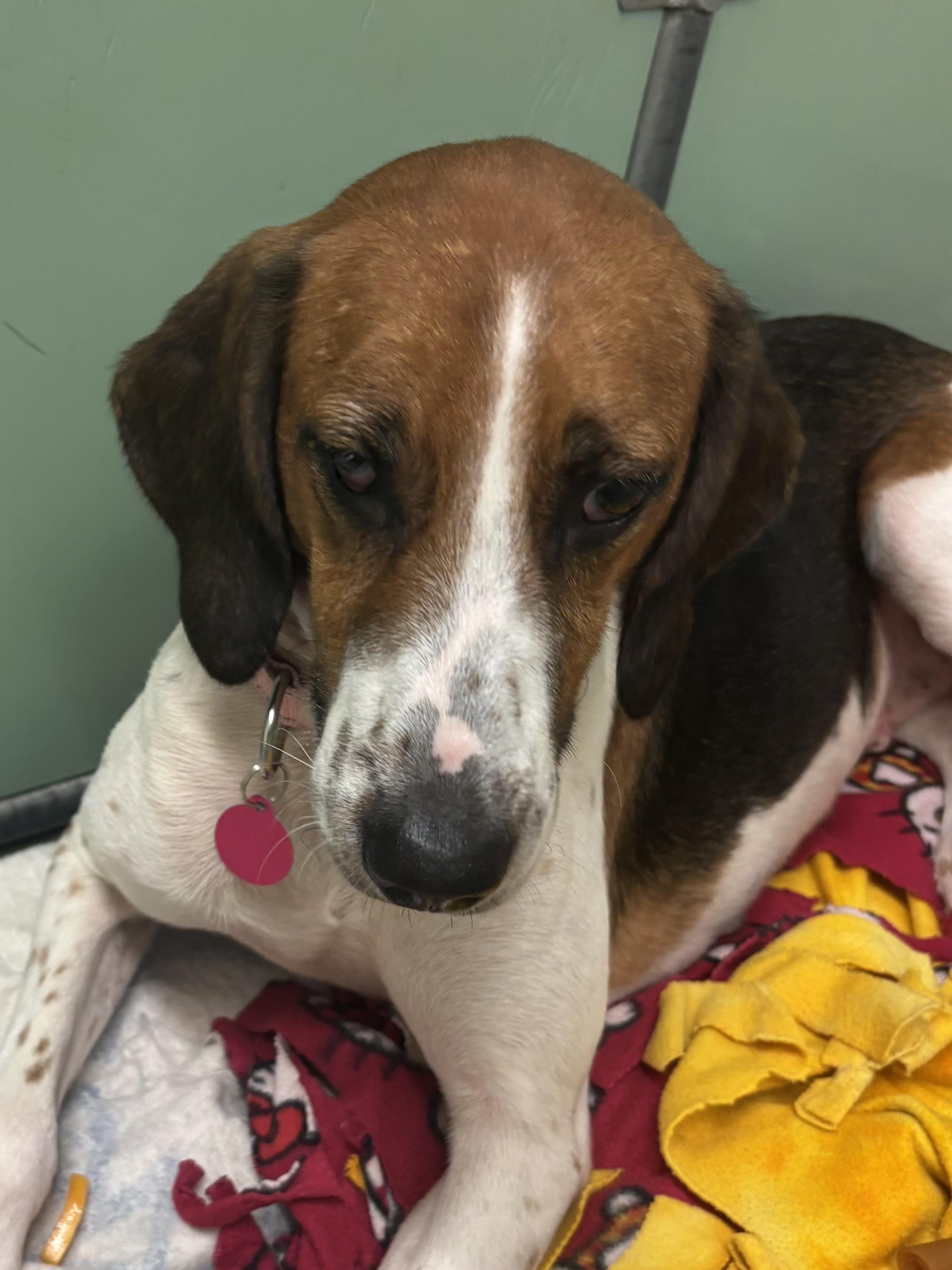 Enlarge Ivory, a Adoptable Hound in Gloucester, VA image 3/5