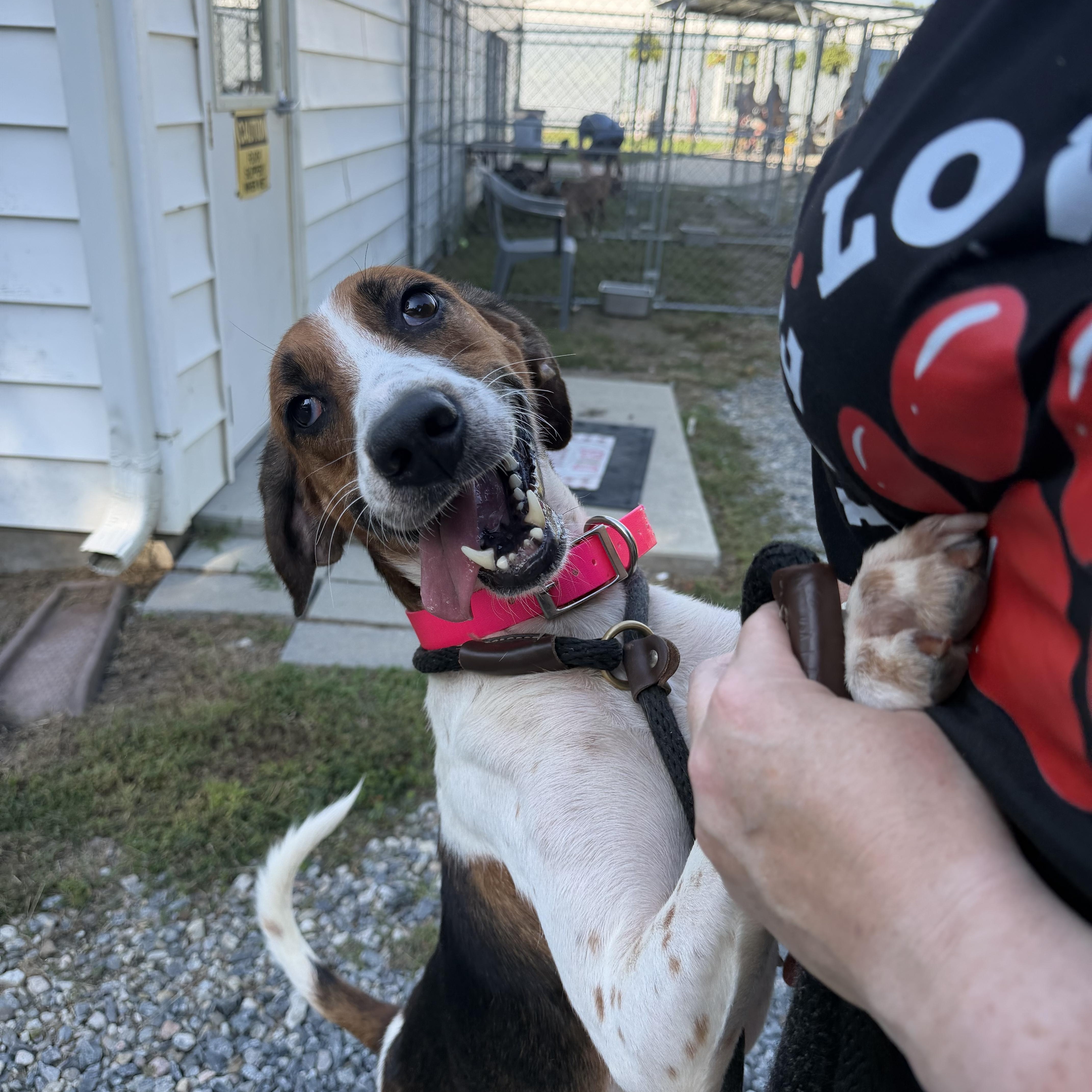 Ivory, Adoptable, Young Female Hound.