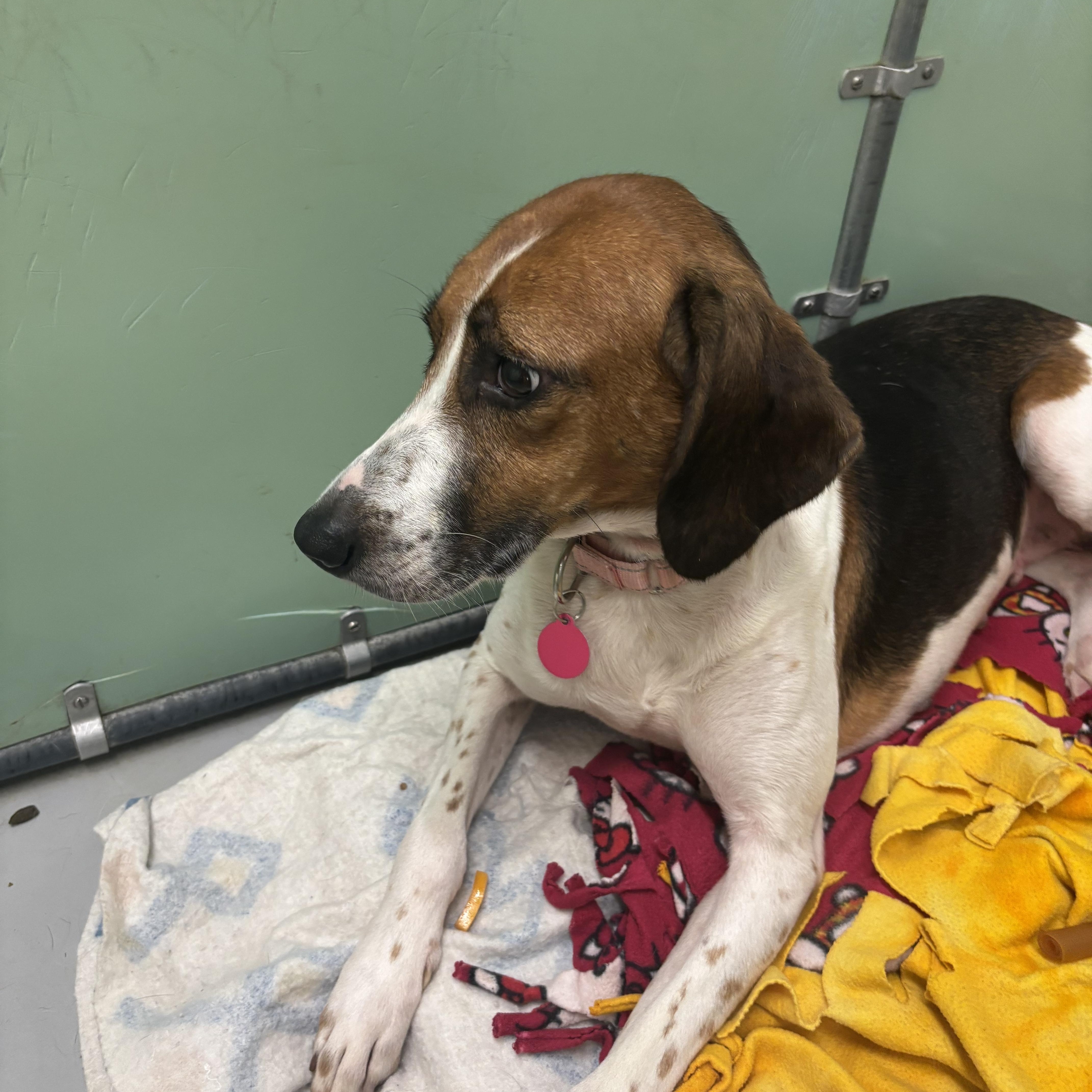 Enlarge Ivory, a Adoptable Hound in Gloucester, VA image 4/5