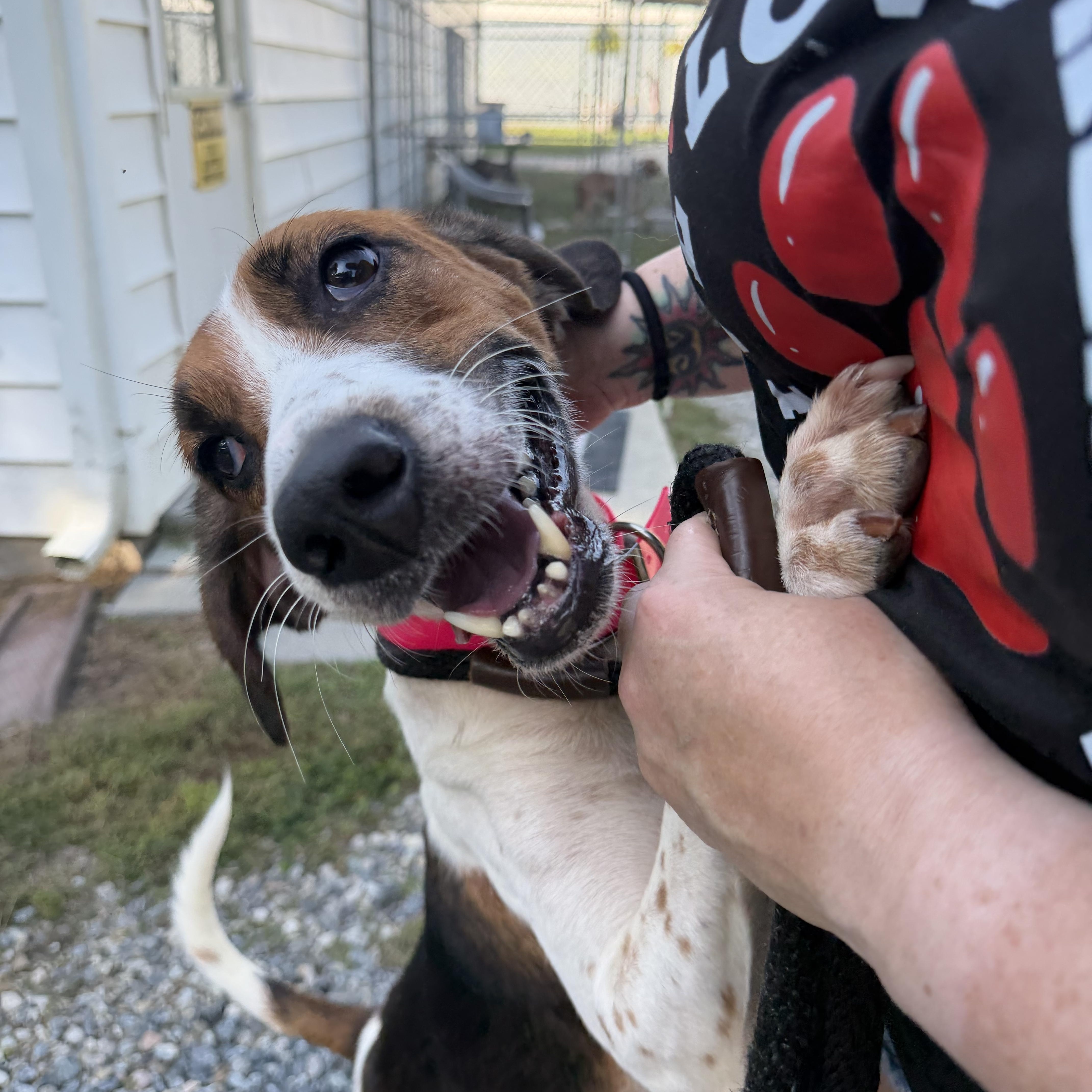 Enlarge Ivory, a Adoptable Hound in Gloucester, VA image 2/5