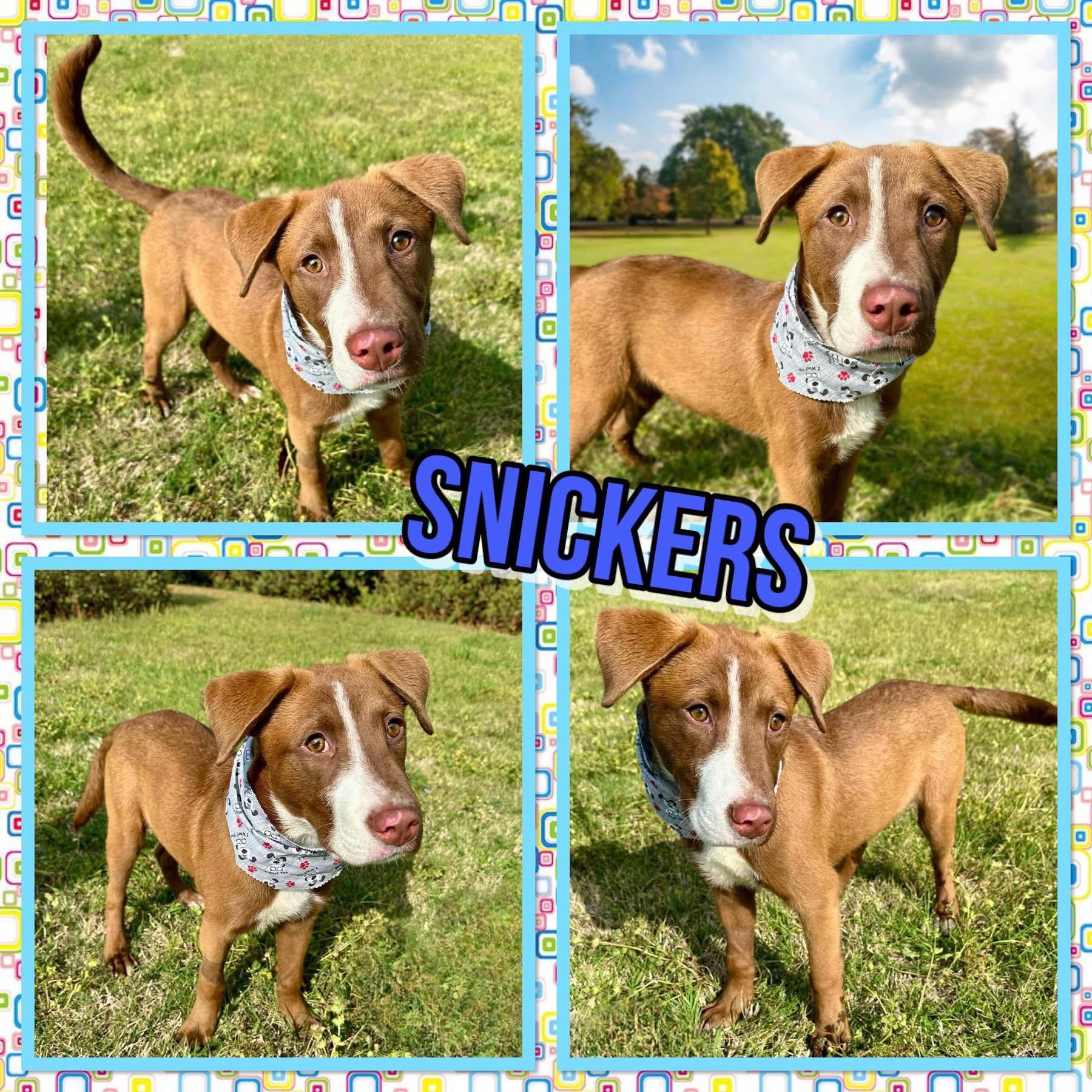 Snickers, Adoptable, Young Male Retriever.