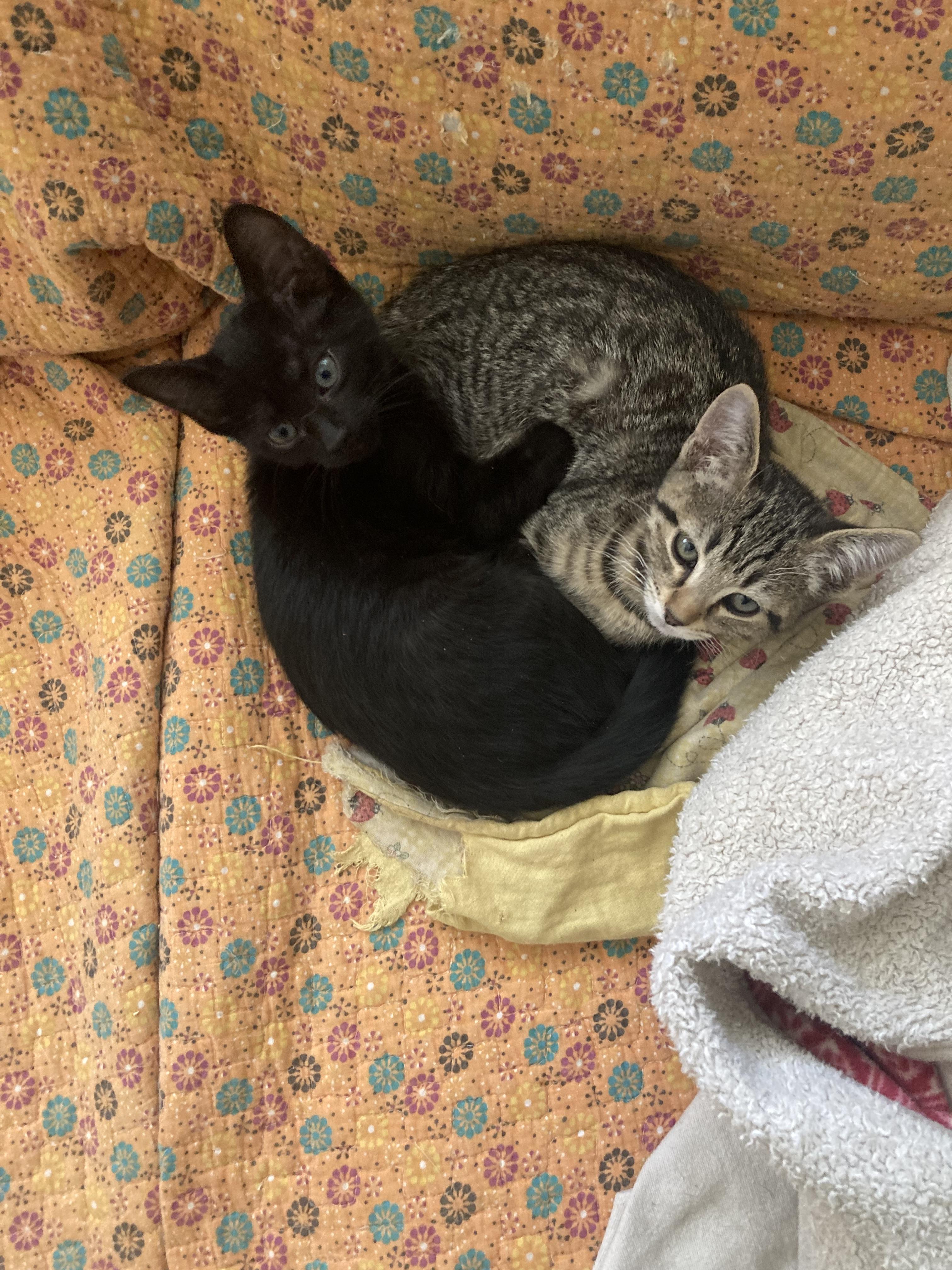 Talenti, Adoptable, Kitten Female Domestic Short Hair.