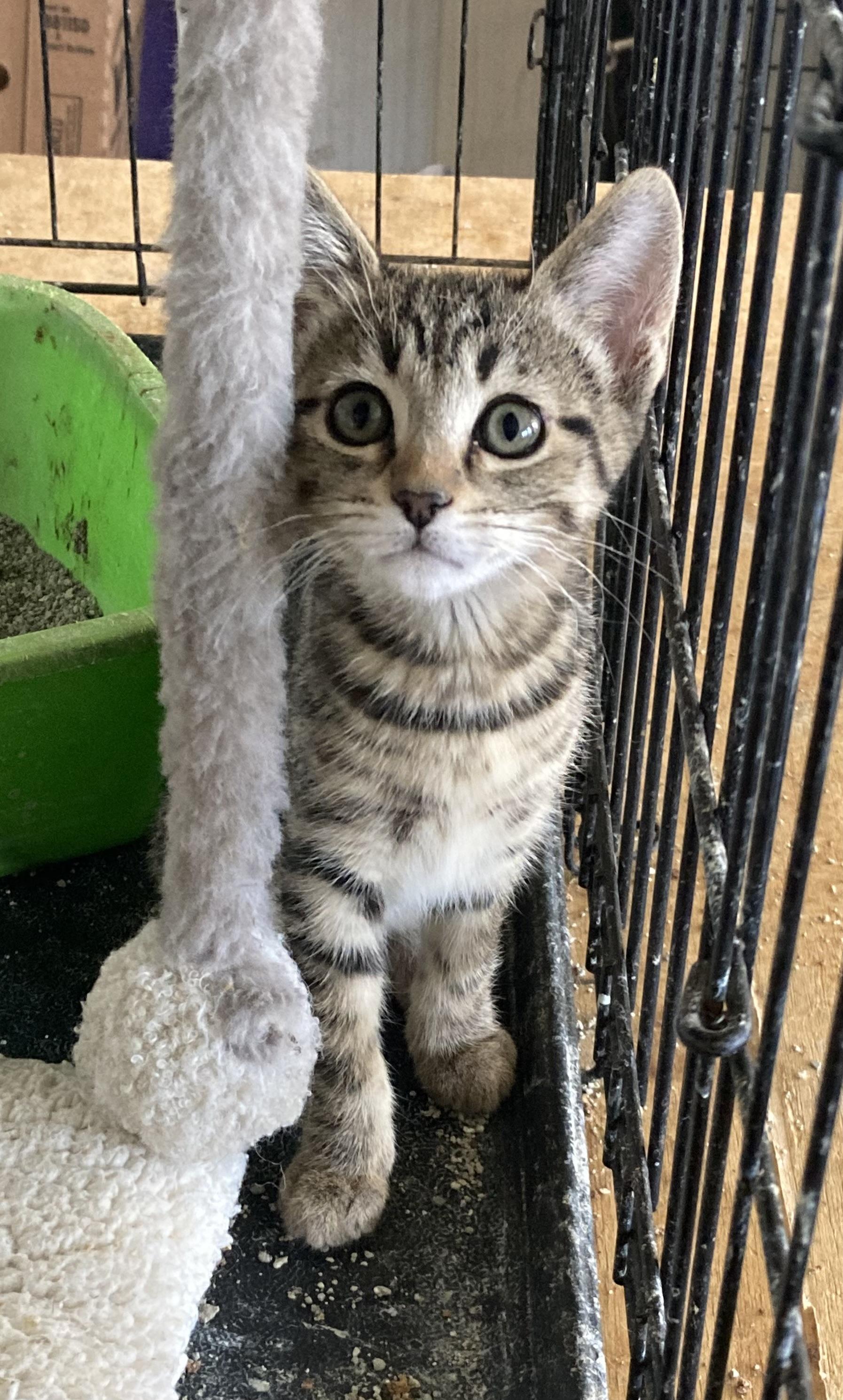 Enlarge Talenti, a Adoptable mixed breed in Flagstaff, AZ image 2/3