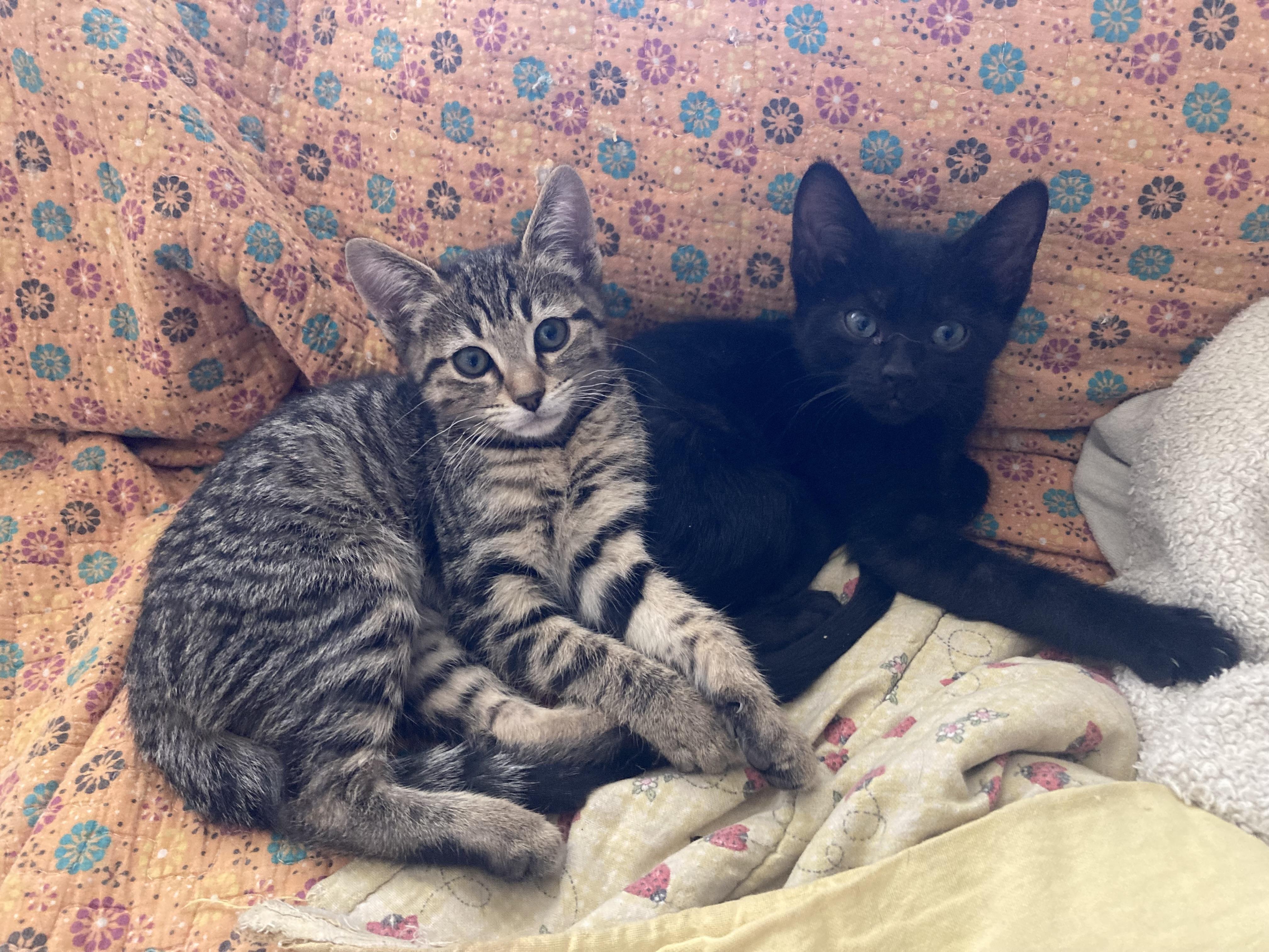 Enlarge Talenti, a Adoptable mixed breed in Flagstaff, AZ image 3/3