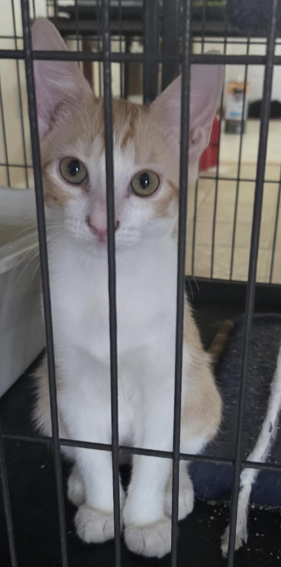 Buffy Domestic Short Hair Cat
