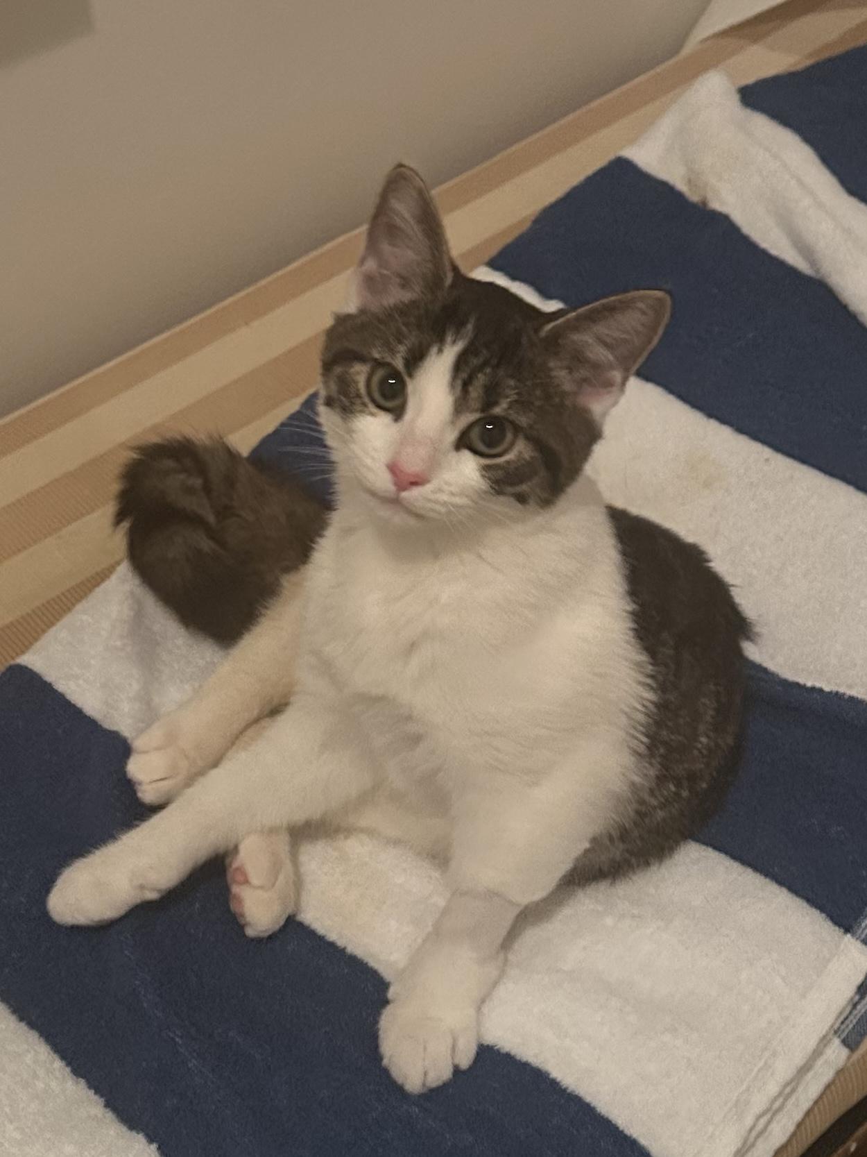 Jude - Special needs, a Adoptable American Shorthair in Charlotte, NC image 2/3