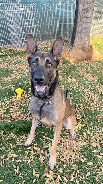 NIKO, Adoptable, Young Male Belgian Shepherd / Malinois.