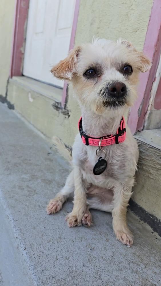 Whitney Houston, Adoptable, Adult Female Silky Terrier & Yorkshire Terrier.