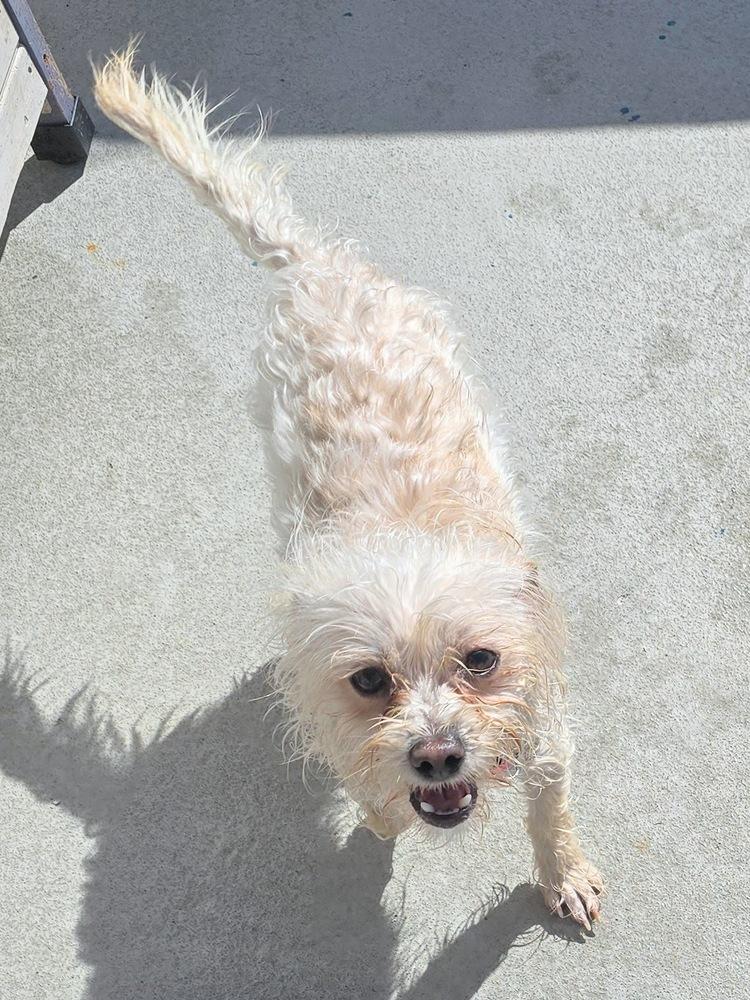 Whitney Houston, a Adoptable mixed breed in Pacifica, CA image 2/3