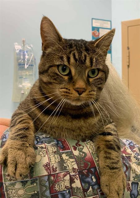 Enlarge NEGAN, a Adoptable Domestic Short Hair in London, ON image 1/1