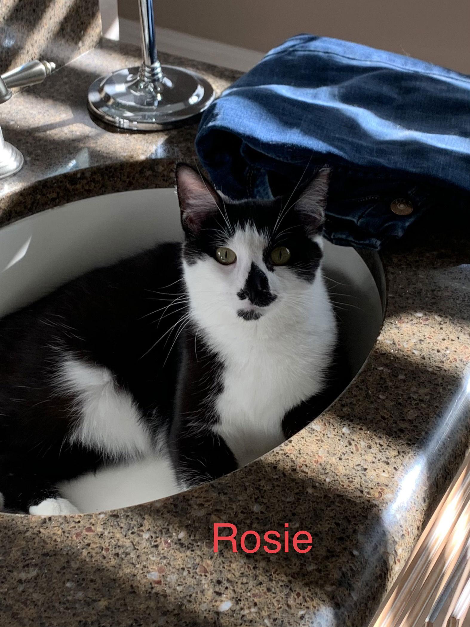 Courtesy List: Rosie, Adoptable, Adult Female Domestic Short Hair.