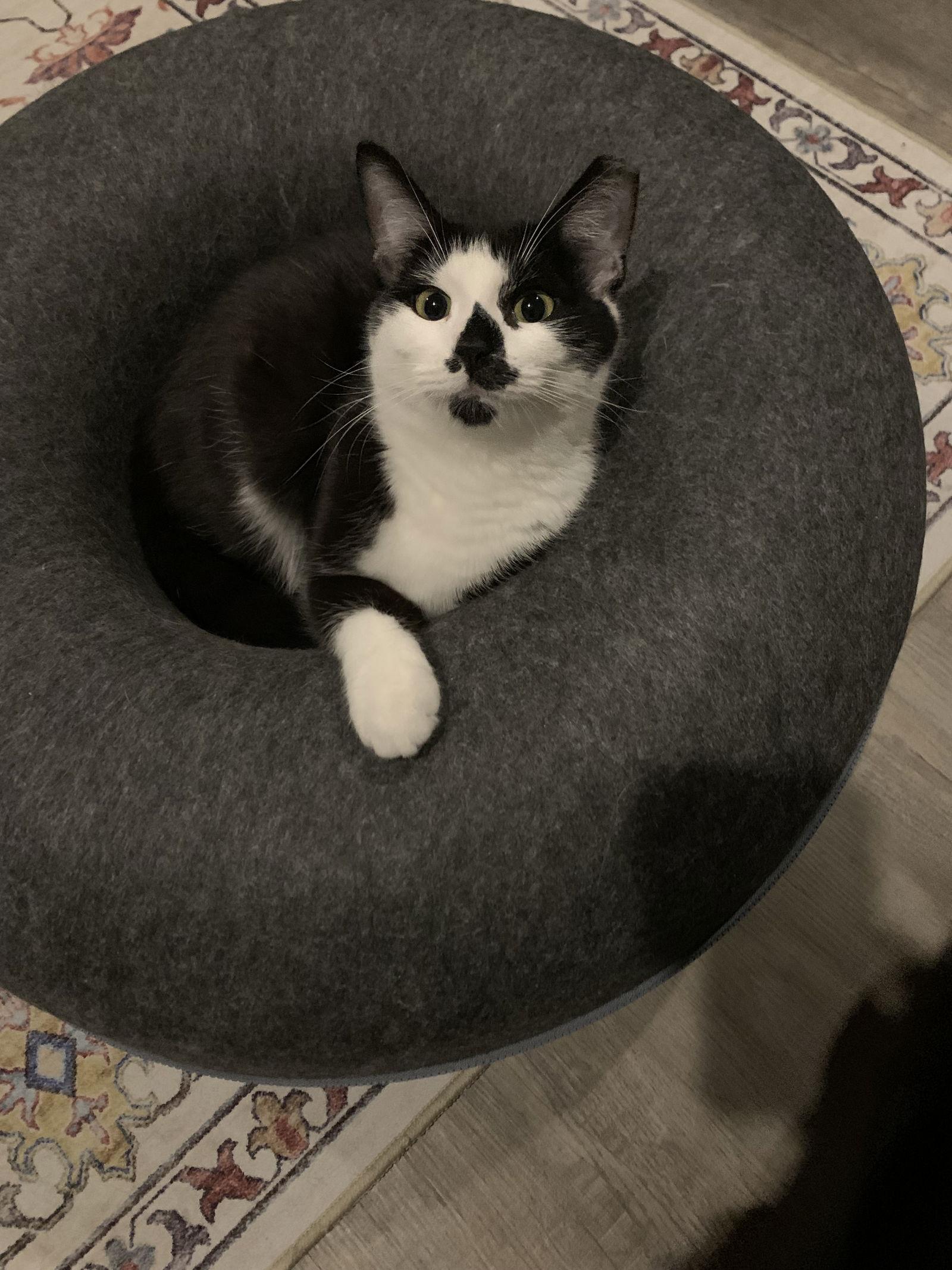 Courtesy List: Rosie, a Adoptable Domestic Short Hair in Broomall, PA image 2/3
