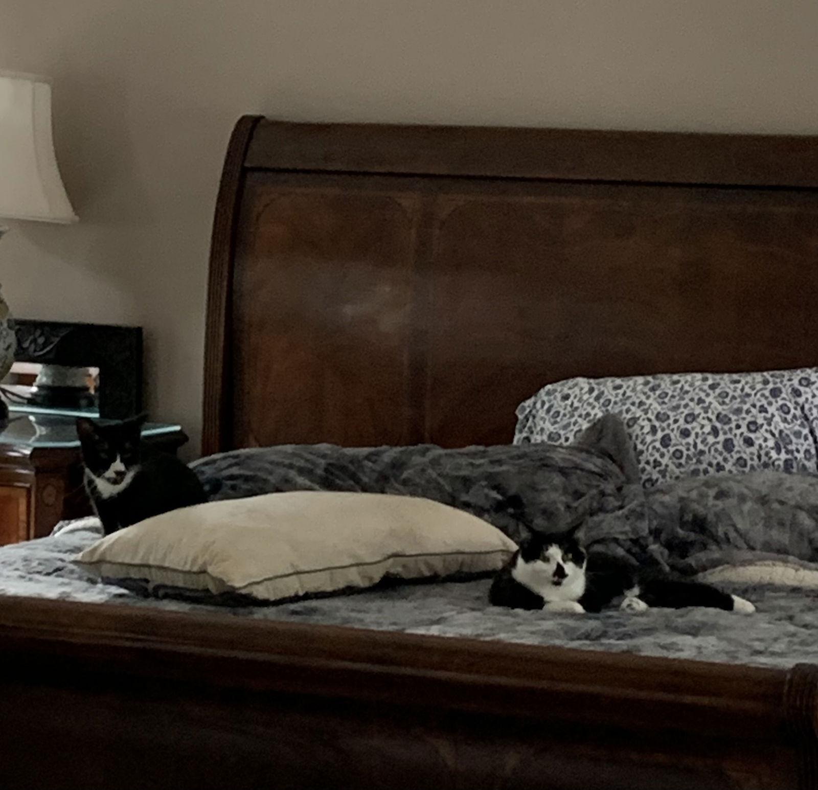Courtesy List: Rosie, a Adoptable Domestic Short Hair in Broomall, PA image 3/3
