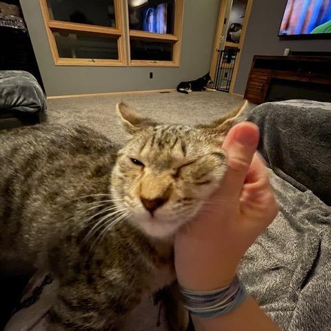 Enlarge Remus, a Adoptable Manx in Springfield, OR image 1/6