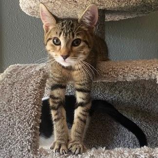 Enlarge Remus, a Adoptable Manx in Springfield, OR image 3/6