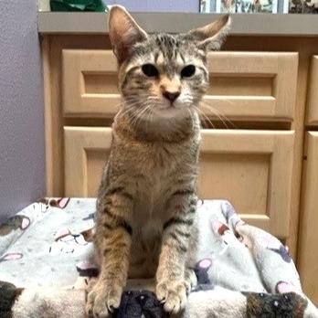 Enlarge Remus, a Adoptable Manx in Springfield, OR image 6/6