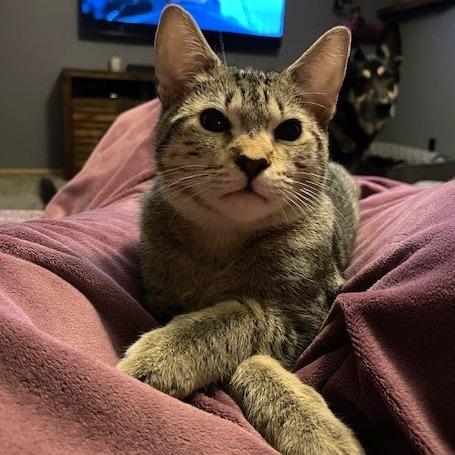 Enlarge Remus, a Adoptable Manx in Springfield, OR image 4/6