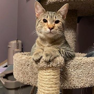 Enlarge Remus, a Adoptable Manx in Springfield, OR image 2/6