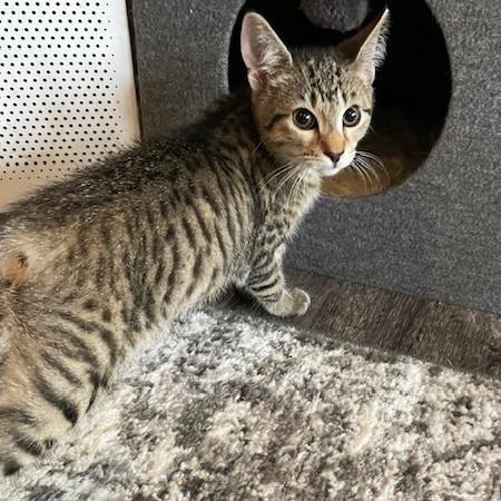 Enlarge Remus, a Adoptable Manx in Springfield, OR image 5/6