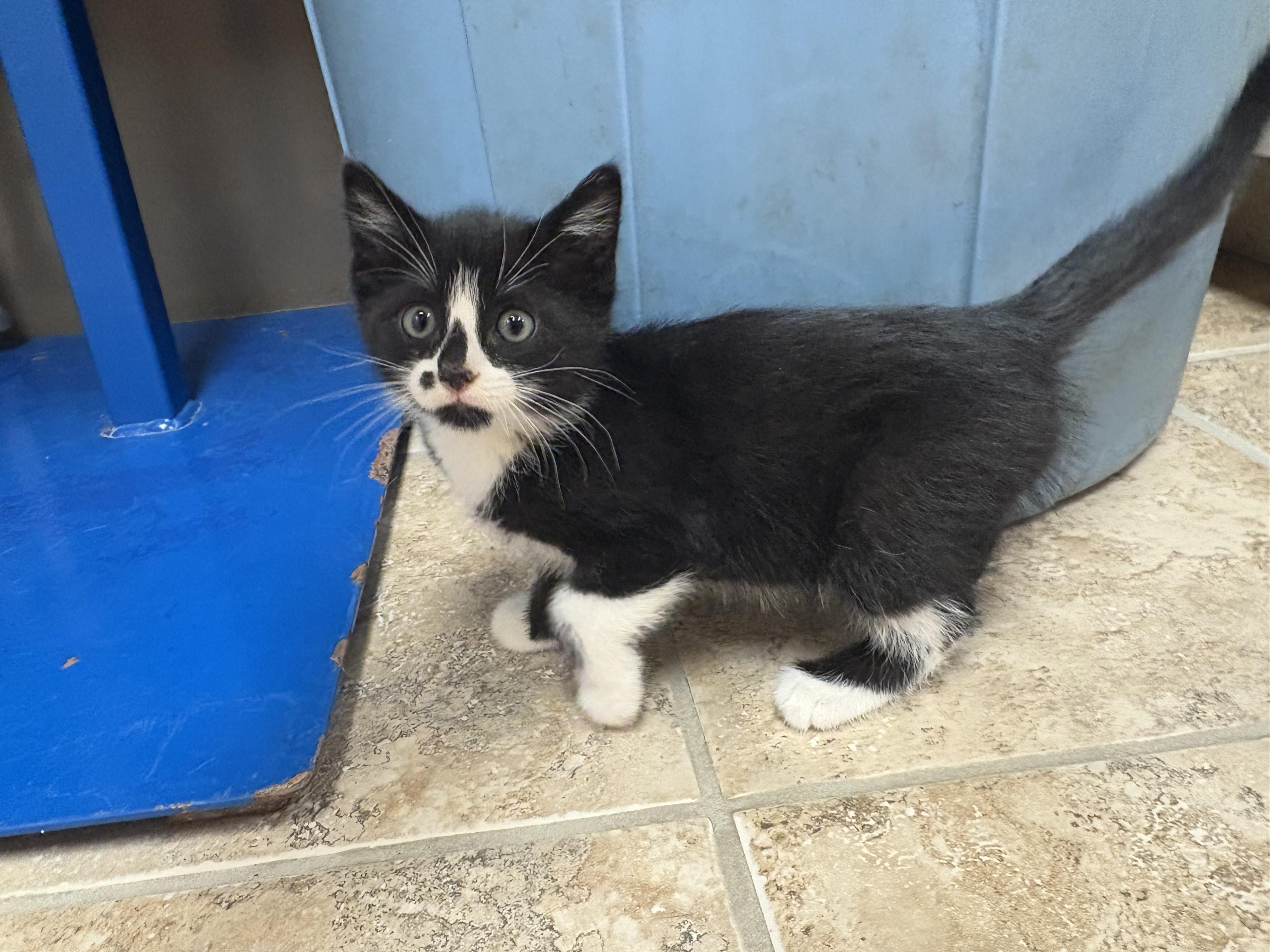 Zahra, an adopted mixed breed in Hays, KS image 4/6