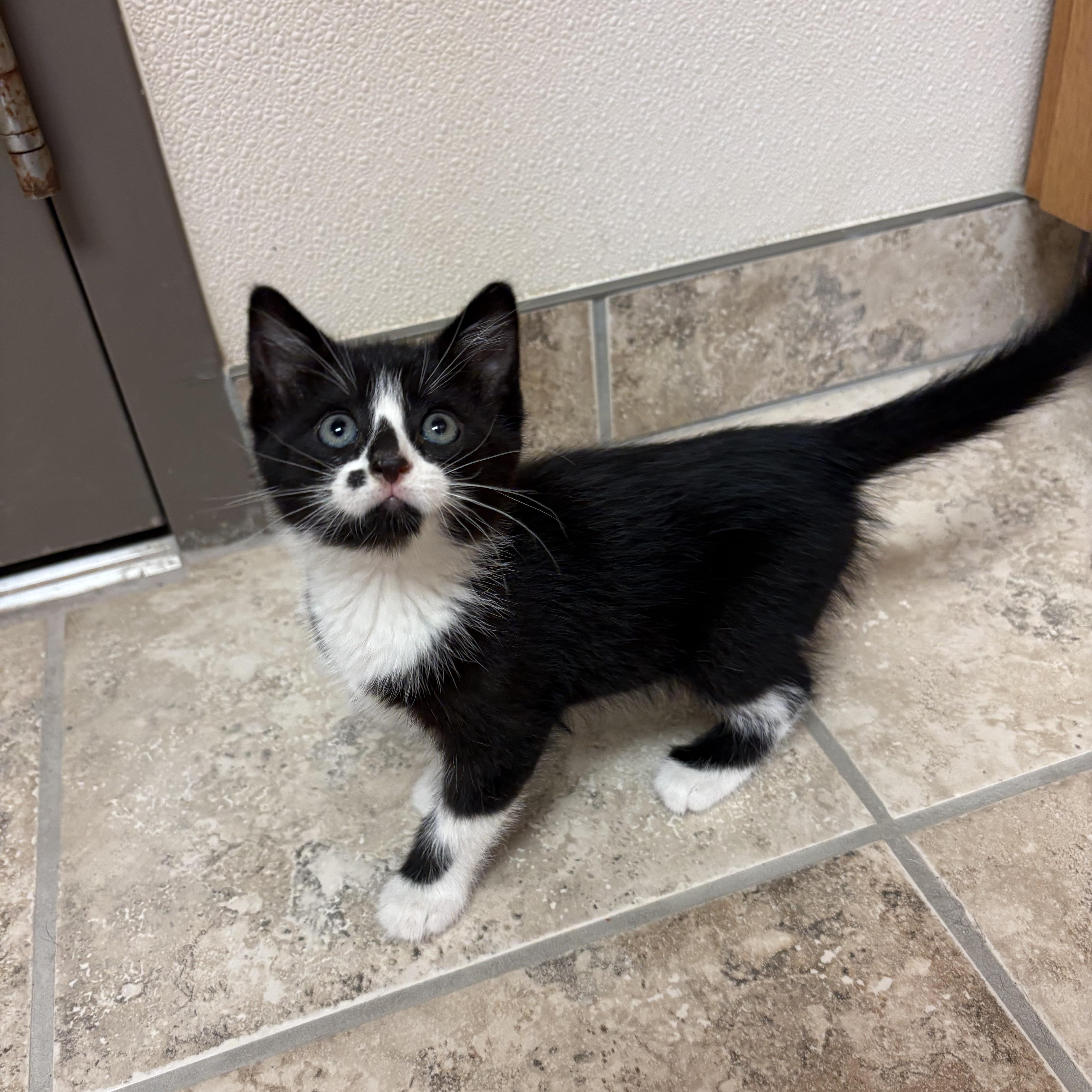 Zahra, adopted, Kitten Female Domestic Short Hair.
