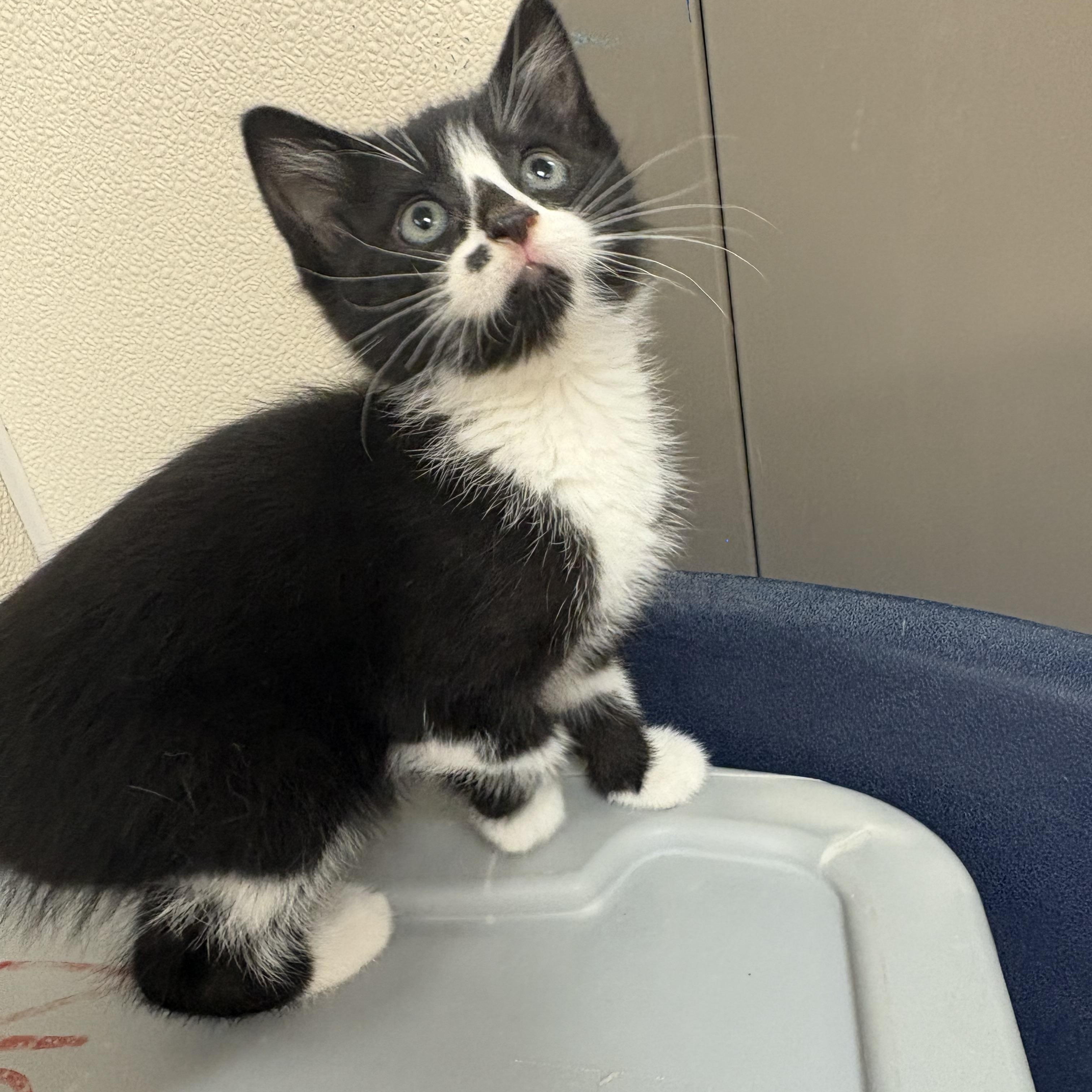 Zahra, an adopted mixed breed in Hays, KS image 2/6