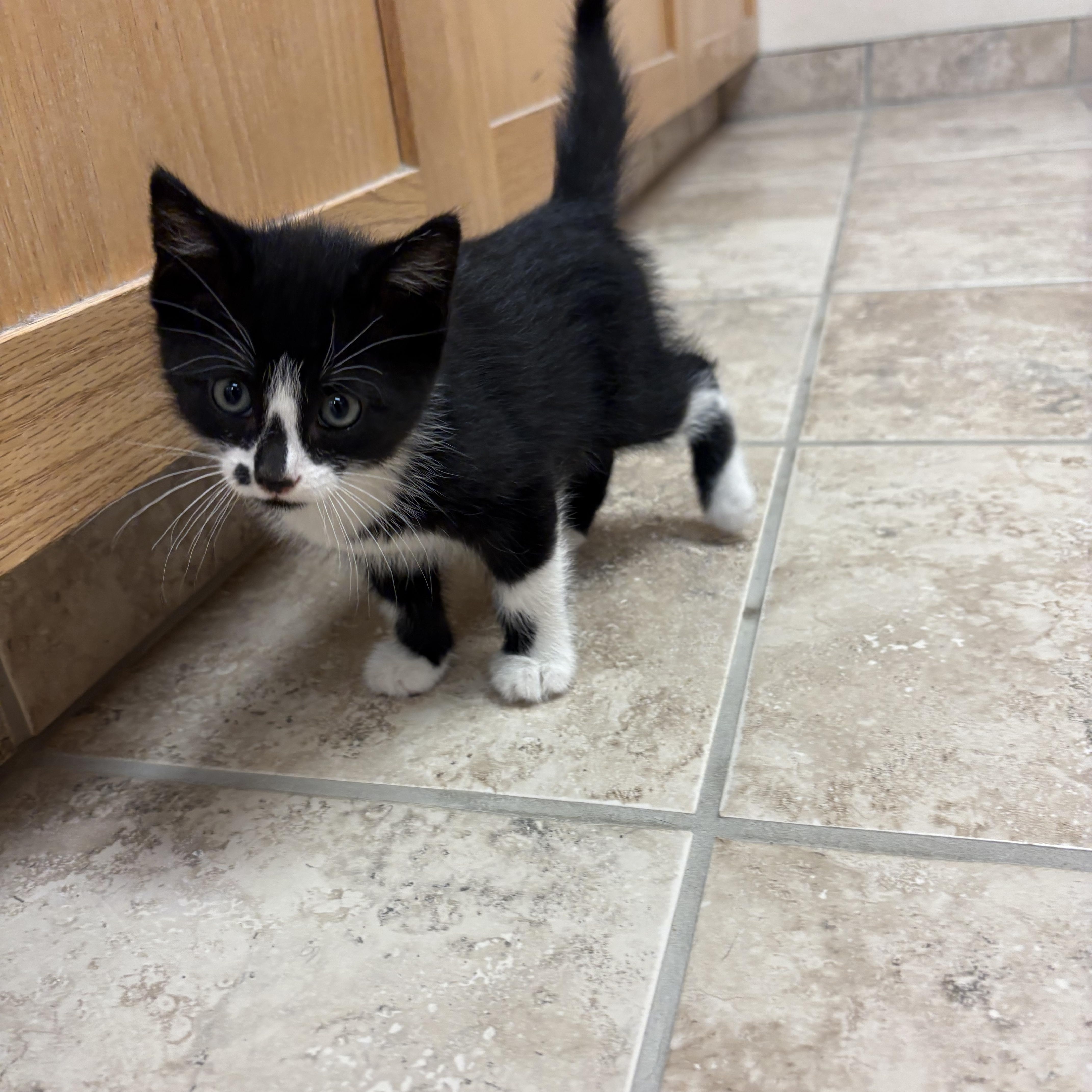 Zahra, an adopted mixed breed in Hays, KS image 5/6