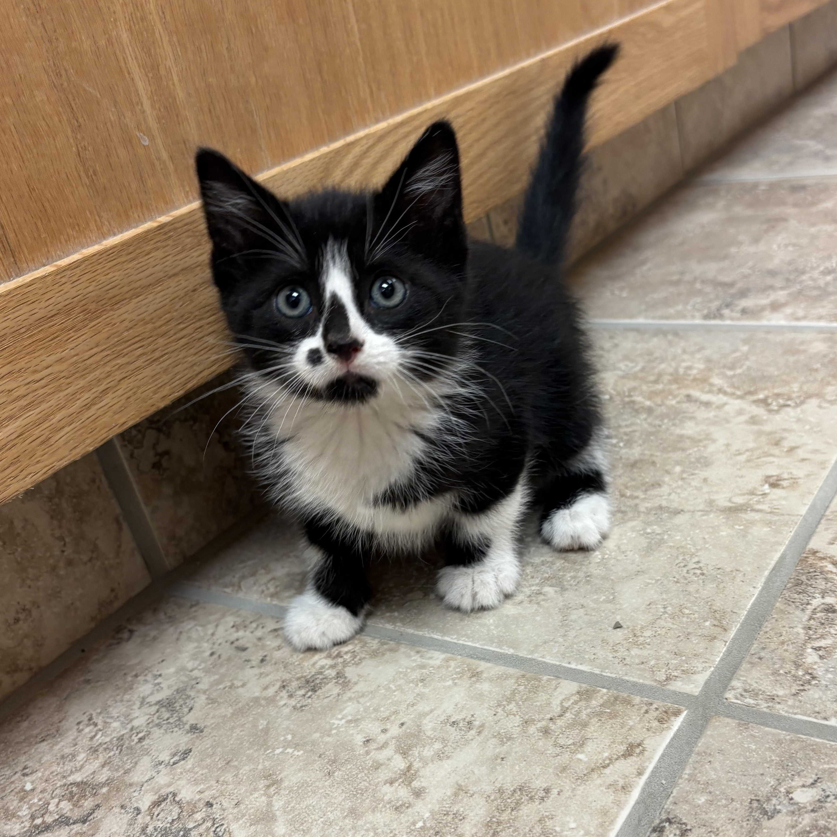 Zahra, an adopted mixed breed in Hays, KS image 6/6