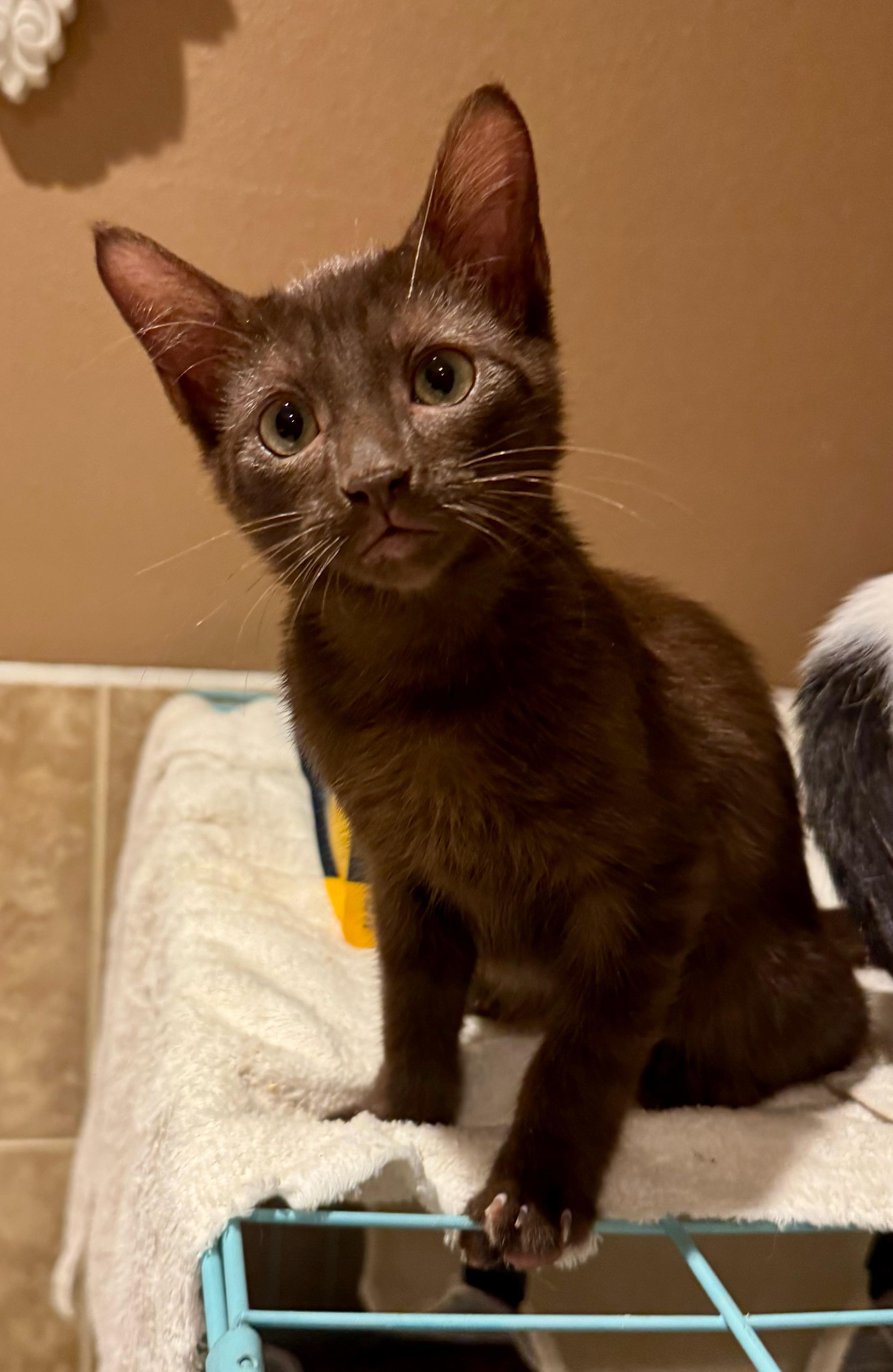 Enlarge Koko, a Adoptable Domestic Short Hair in Santa Monica, CA image 1/5