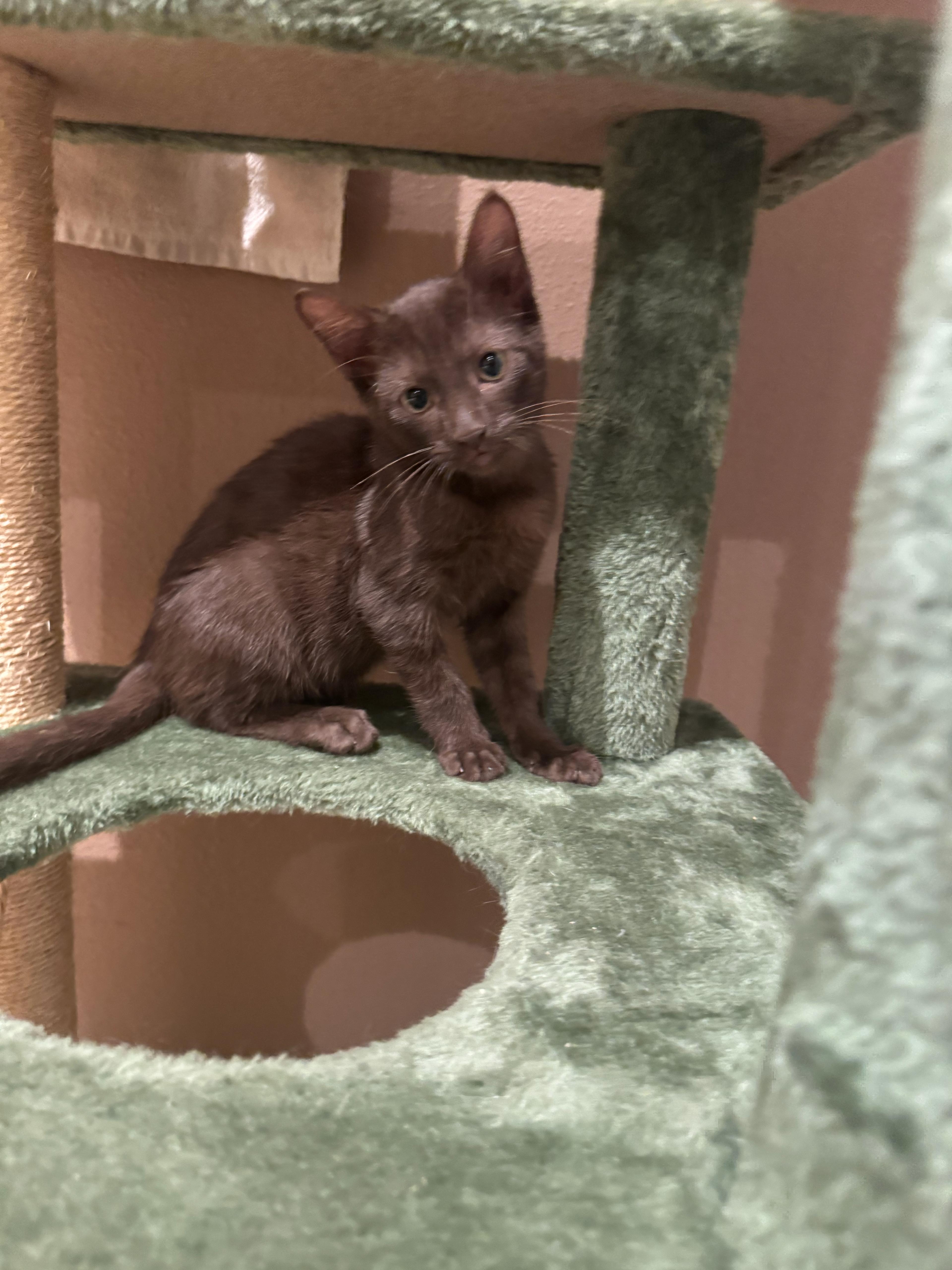 Enlarge Koko, a Adoptable Domestic Short Hair in Santa Monica, CA image 5/5