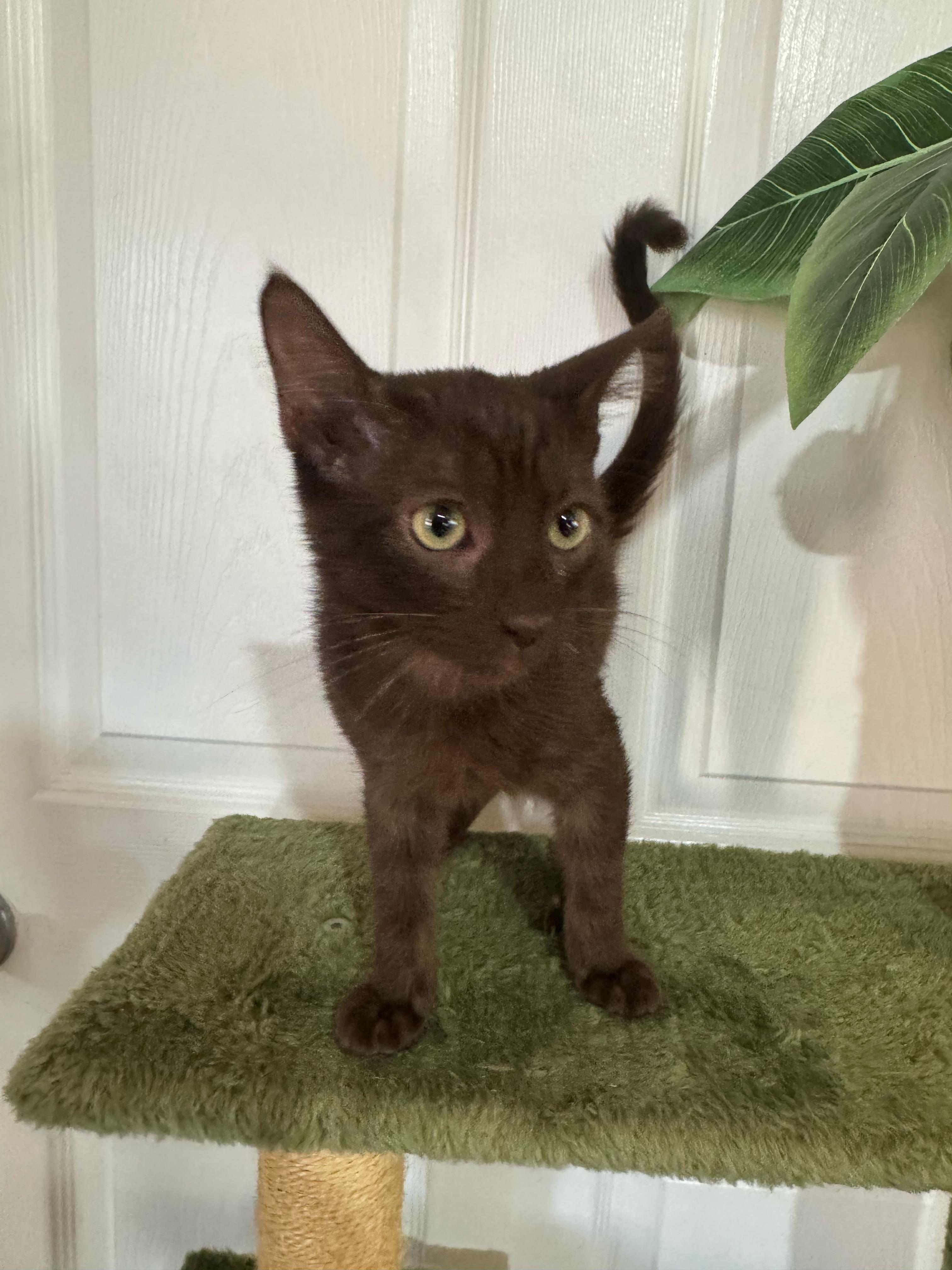 Enlarge Koko, a Adoptable Domestic Short Hair in Santa Monica, CA image 4/5