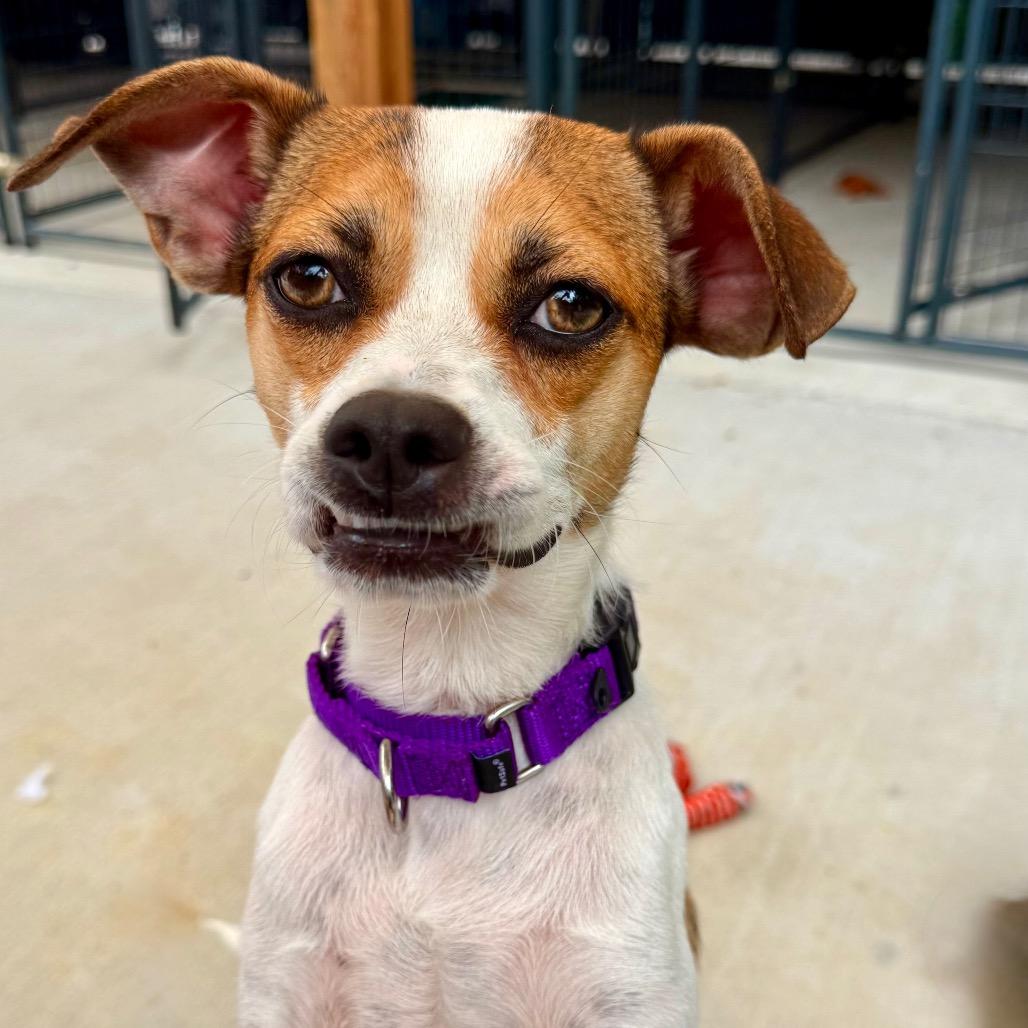 Syla, Adoptable, Adult Female Mixed Breed.