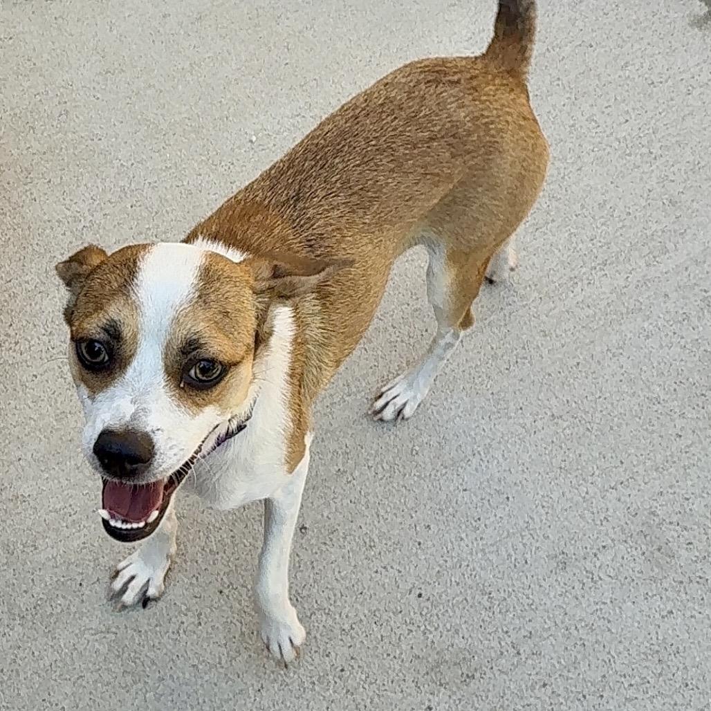 Enlarge Syla, a Adoptable Mixed Breed in Oxford, ME image 2/3