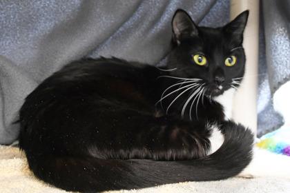 Enlarge Midnight, a Adoptable mixed breed in Scotia, NY image 1/3