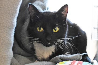 Enlarge Midnight, a Adoptable mixed breed in Scotia, NY image 2/3