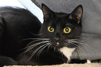 Enlarge Midnight, a Adoptable mixed breed in Scotia, NY image 3/3