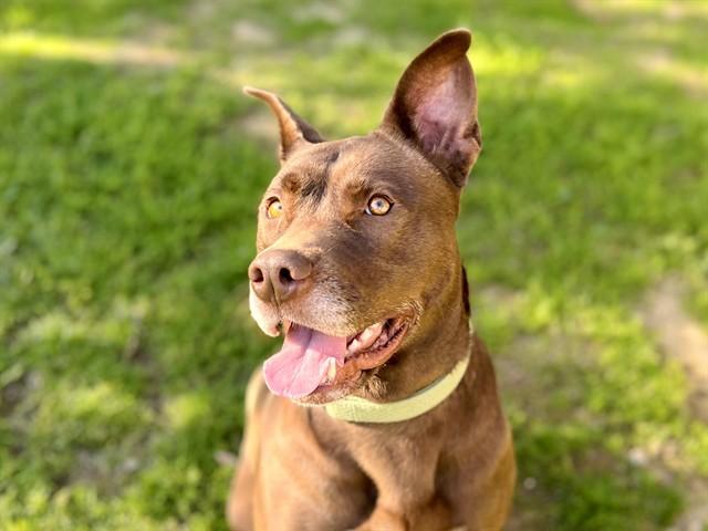 CHARLOTTE, Adoptable, Young Female Pit Bull Terrier.