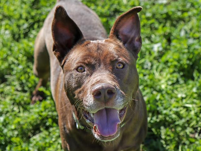 Enlarge CHARLOTTE, a Adoptable Pit Bull Terrier in Ojai, CA image 1/1