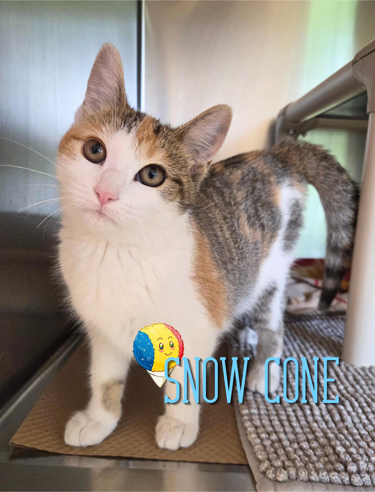 Snow Cone, adopted, Kitten Female Domestic Short Hair.