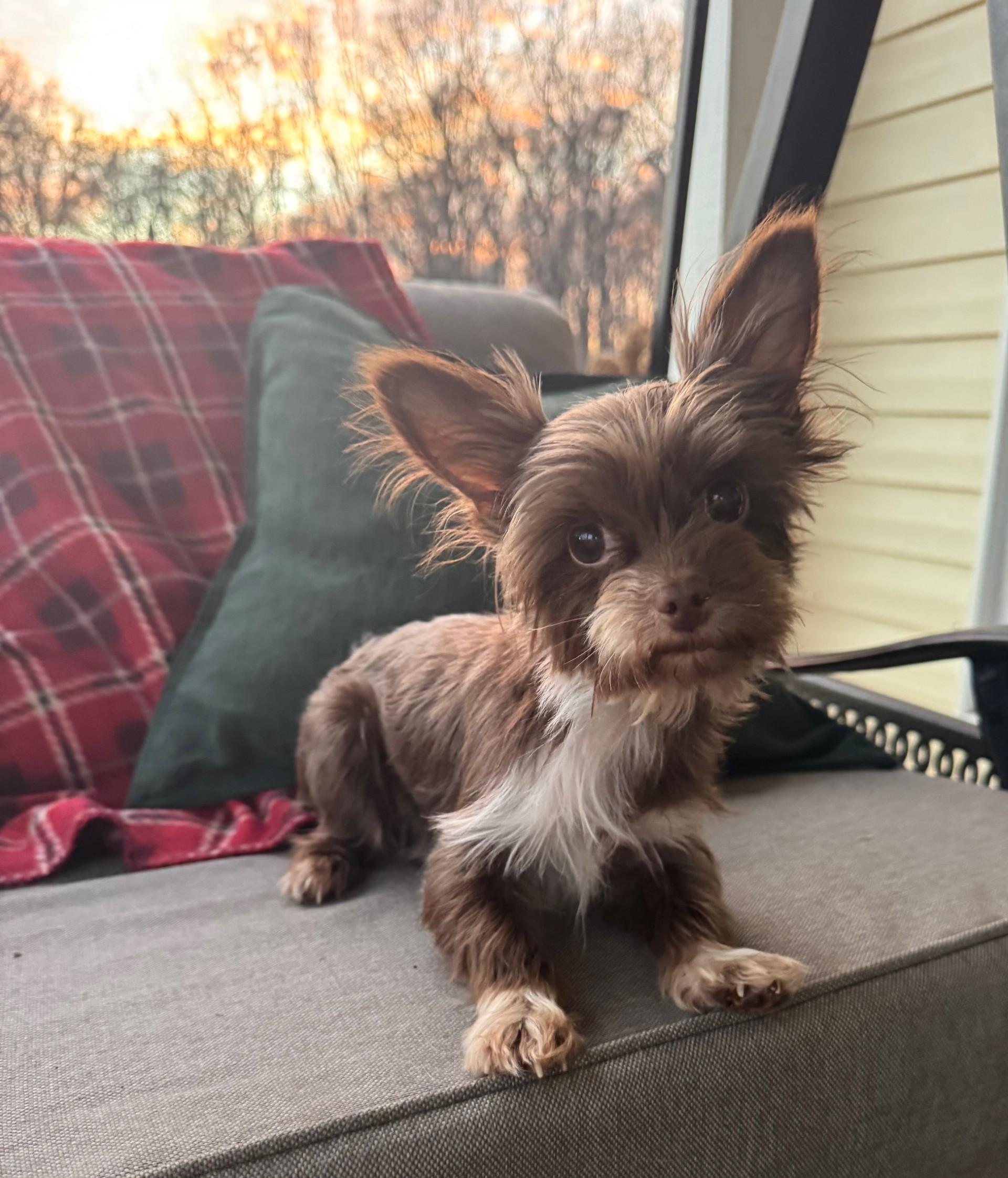 Buffy, Adoptable, Adult Female Yorkshire Terrier.
