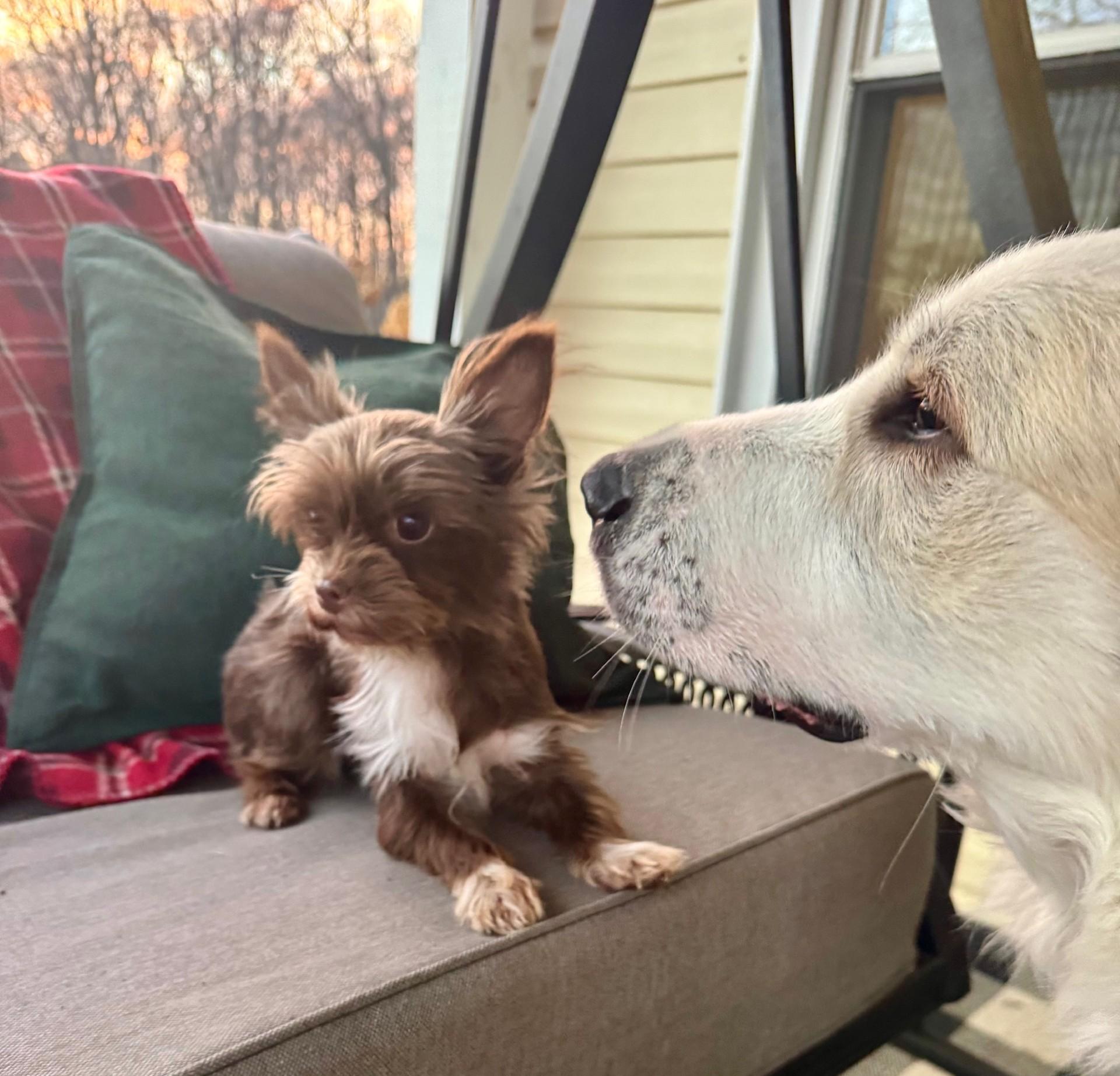 Enlarge Buffy, a Adoptable mixed breed in Monroe, NC image 2/3