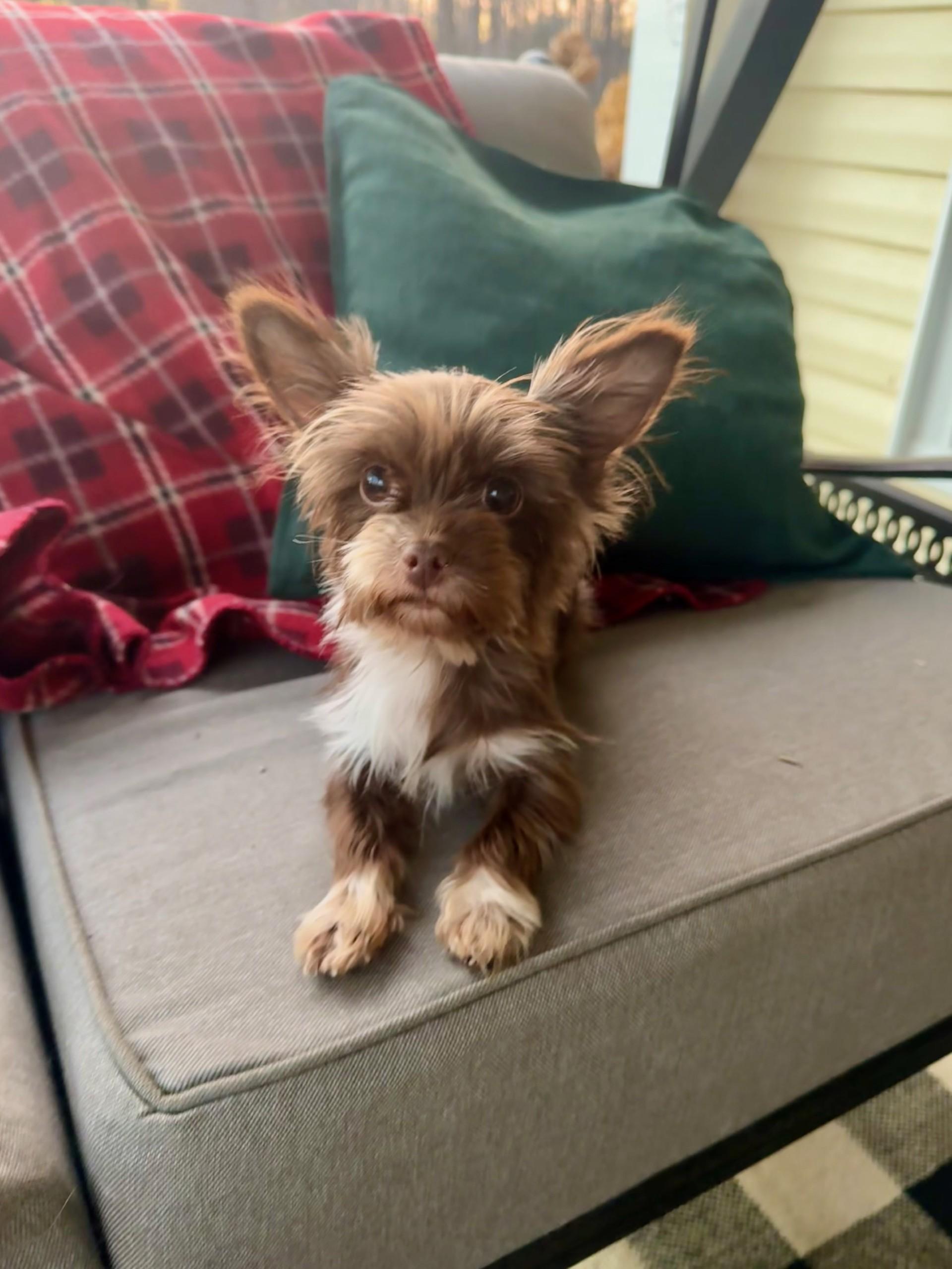 Enlarge Buffy, a Adoptable mixed breed in Monroe, NC image 3/3