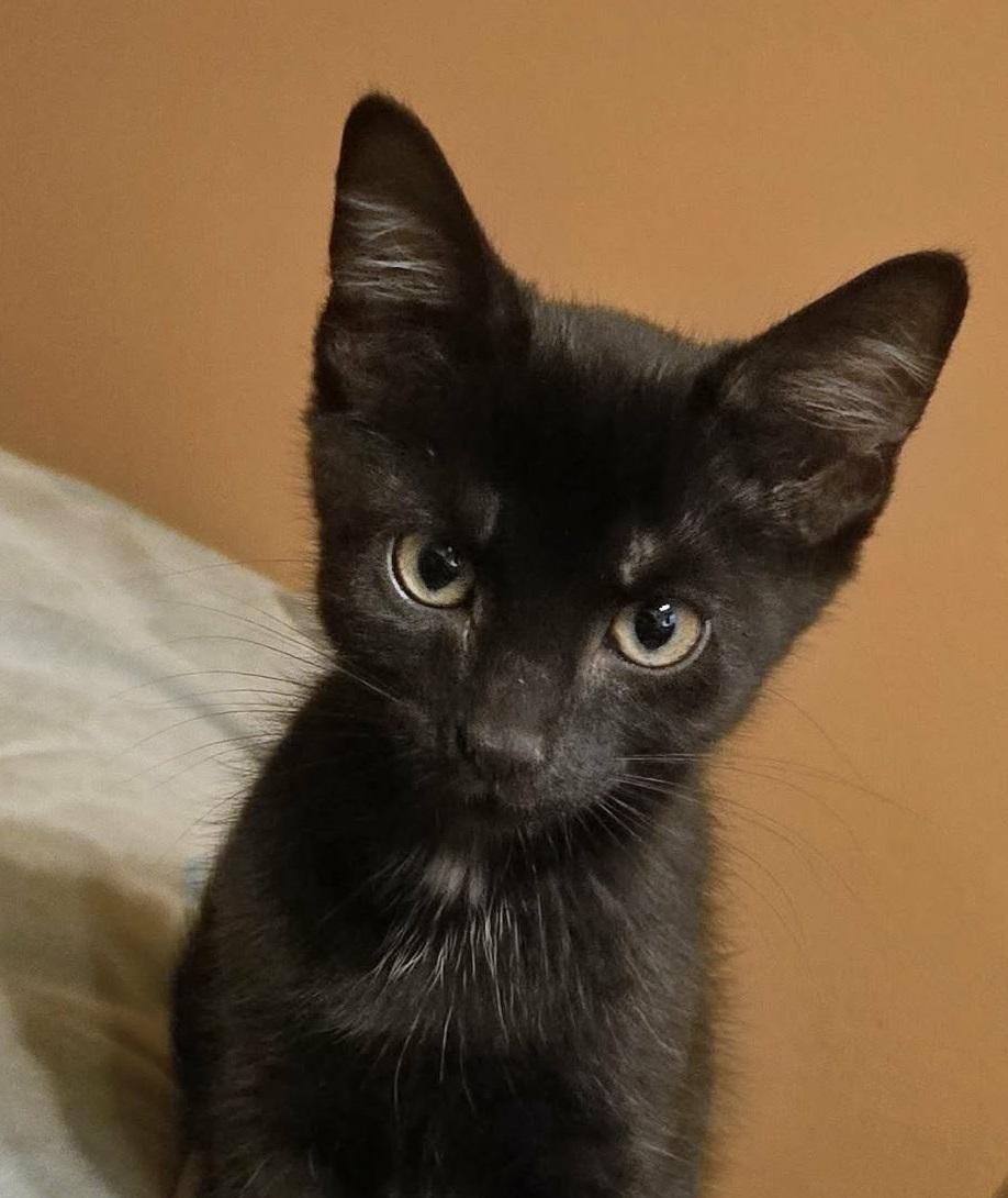 Tagada - 11001 (FA/FF), Adoptable, Kitten Male Domestic Short Hair.