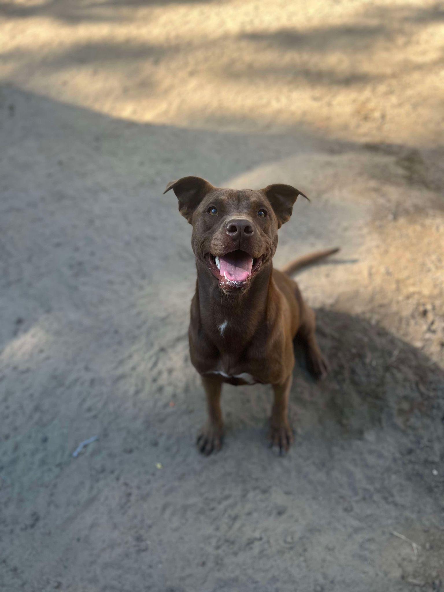 Snooki, Adoptable, Young Female Labrador Retriever & Terrier.