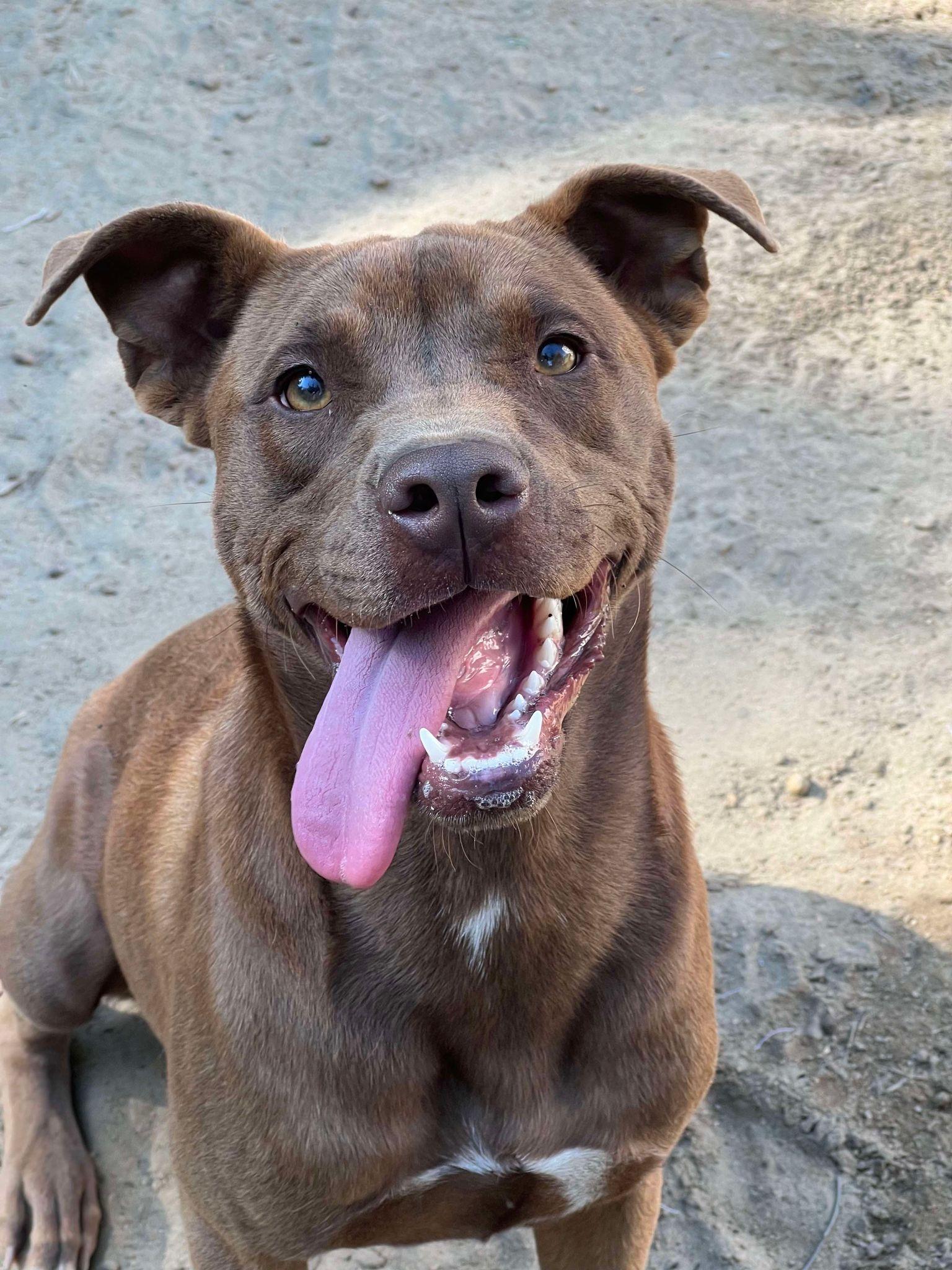 Enlarge Snooki, a Adoptable mixed breed in Orangeburg, SC image 2/3