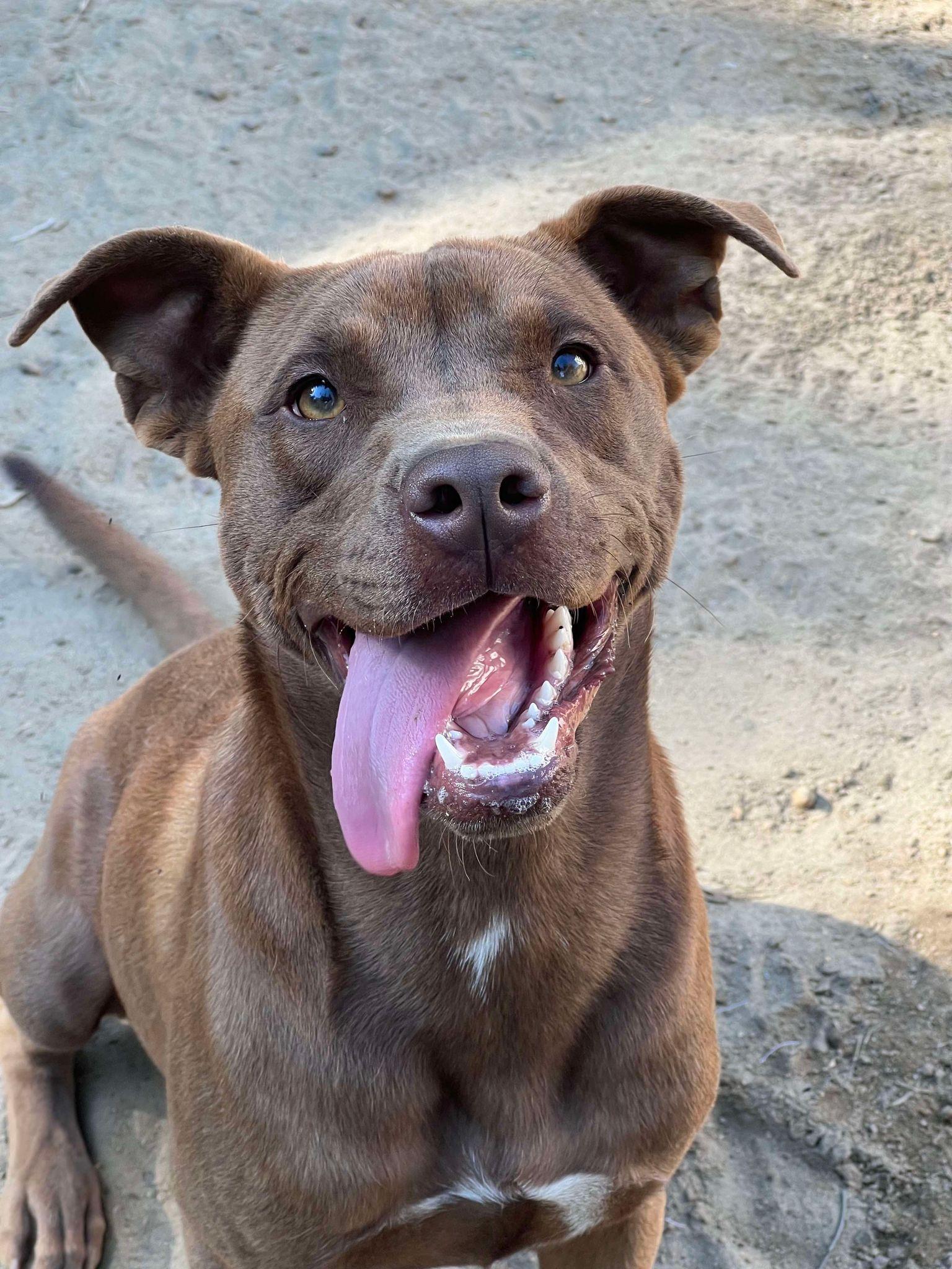 Enlarge Snooki, a Adoptable mixed breed in Orangeburg, SC image 3/3
