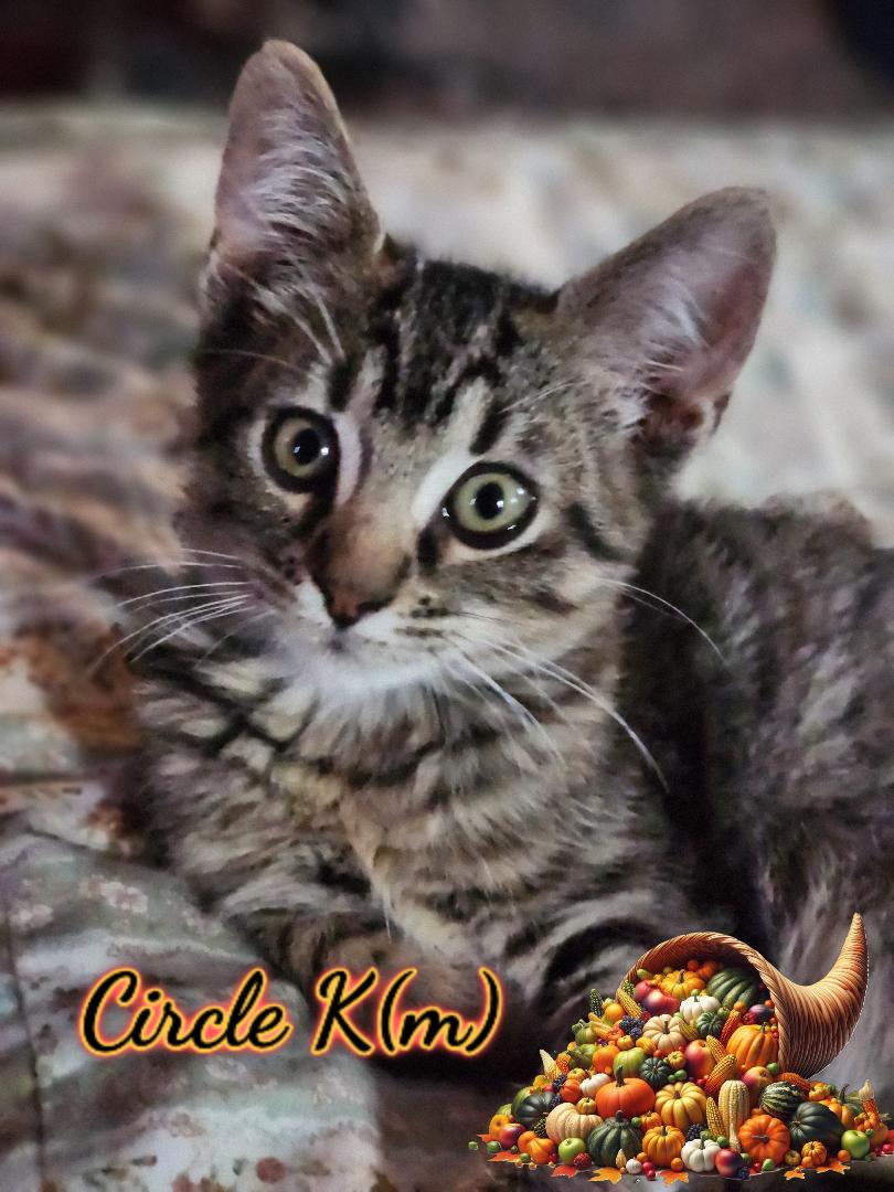 Circle K, Adoptable, Kitten Male Domestic Short Hair.