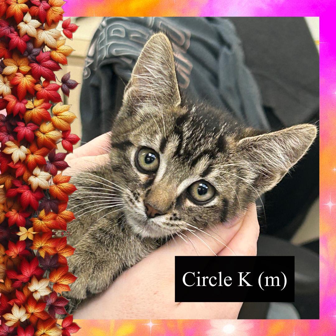 Circle K, a Adoptable Domestic Short Hair in Corinth, NY image 2/2